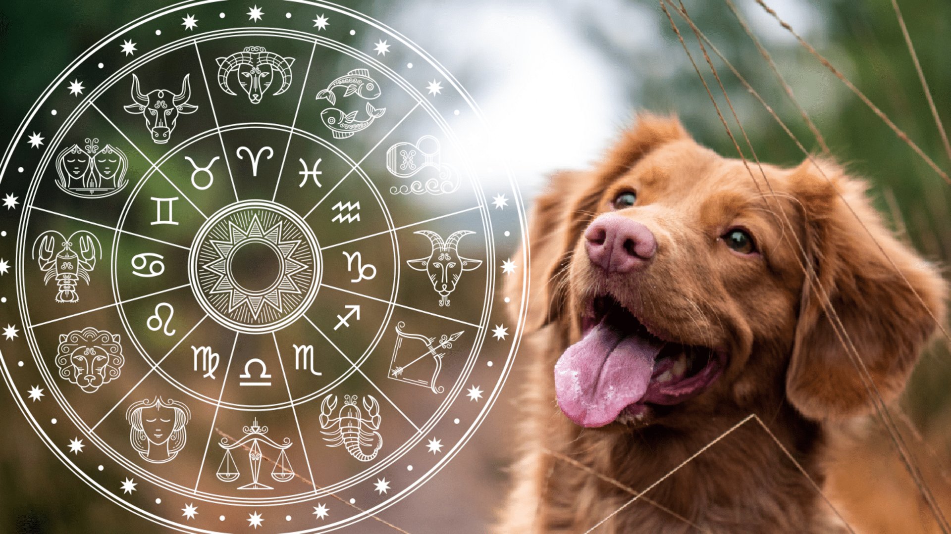 Psí horoskop: Kdo chce lépe porozumět chování svého psa, měl by vědět, v jakém znamení horoskopu se narodil.