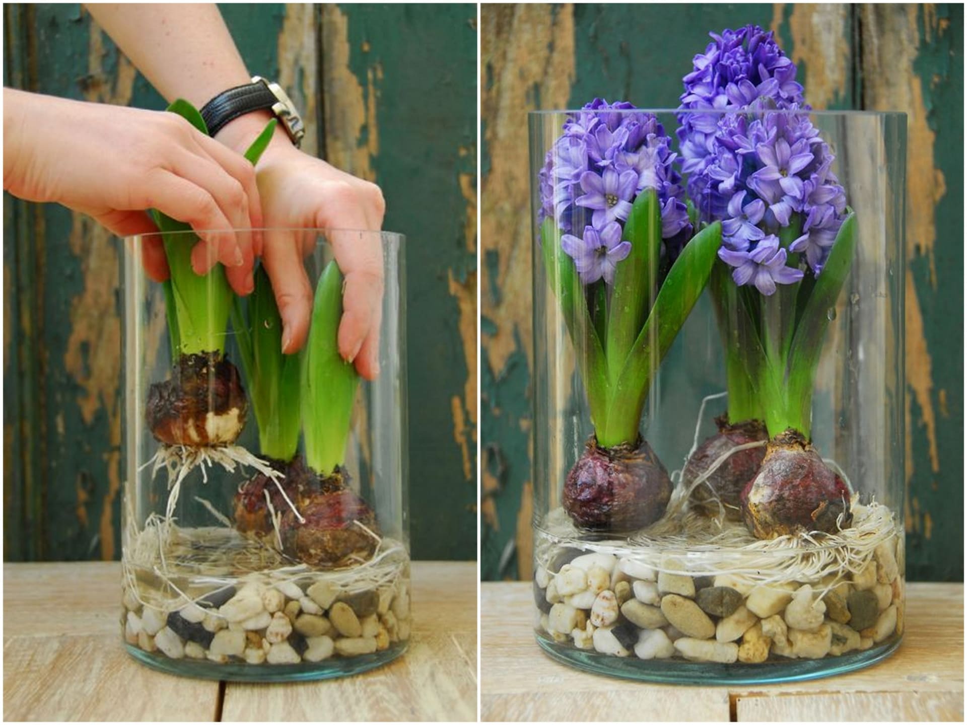 5 způsobů, jak vytvořit hyacintové jarní dekorace 5