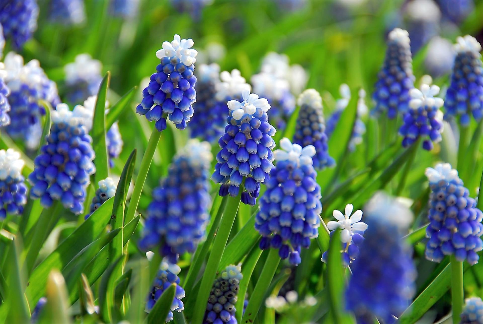 Brzy zjara rozkvétá barvou jasného nebe kultivar s názvem Mount Hood®, který zdobí modré květy s bílou čepičkou.