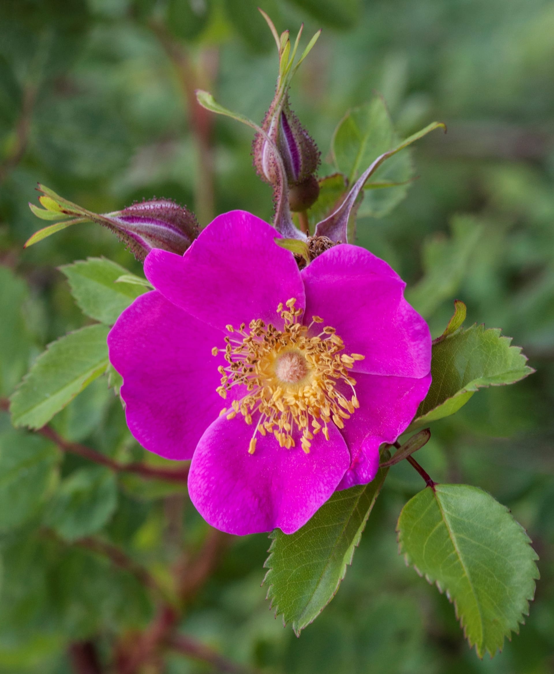 Růže dužnoplodá (Rosa villosa, syn. Rosa pomifera)