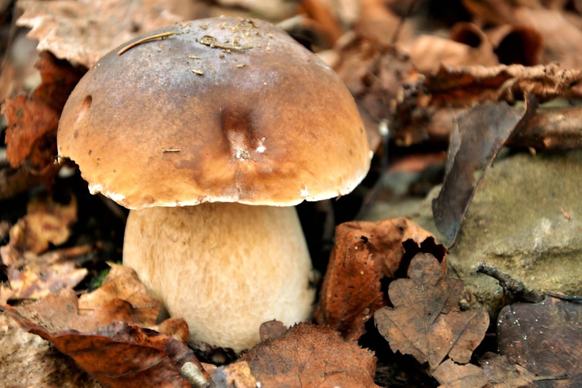 10 nejznámějších hub našich lesů: Hřib dubový (Boletus reticulatus) je poměrně častá houba, dá se najít při teplém jaru už v květnu. Roste zejména na prohřátých dubových stráních. 