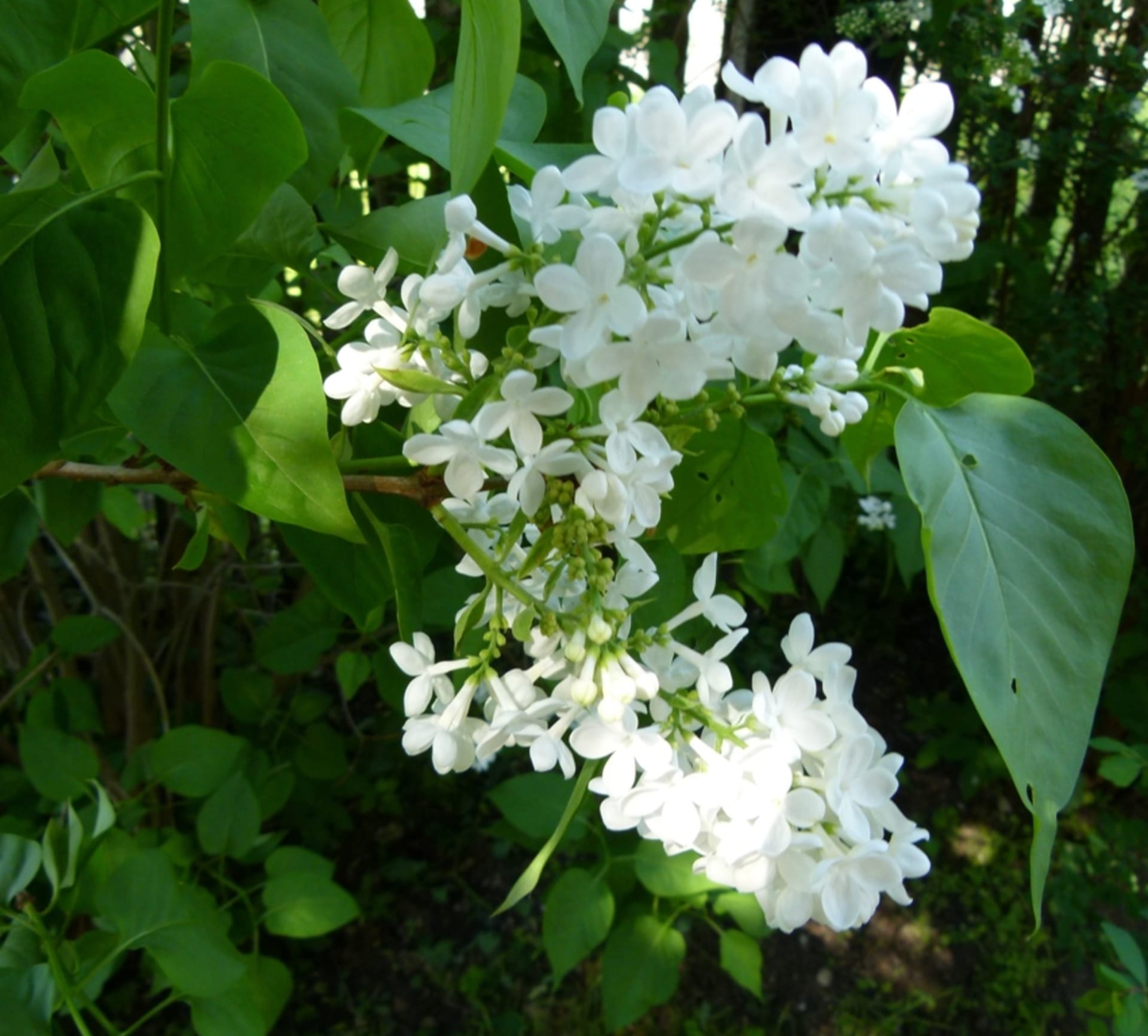 Podmanivě voňavé květy šeříku se objevují od dubna až do června a rozkvétají postupně. Nejintenzivněji voní podvečer, od toho název šeřík, protože se šeří neboli stmívá.