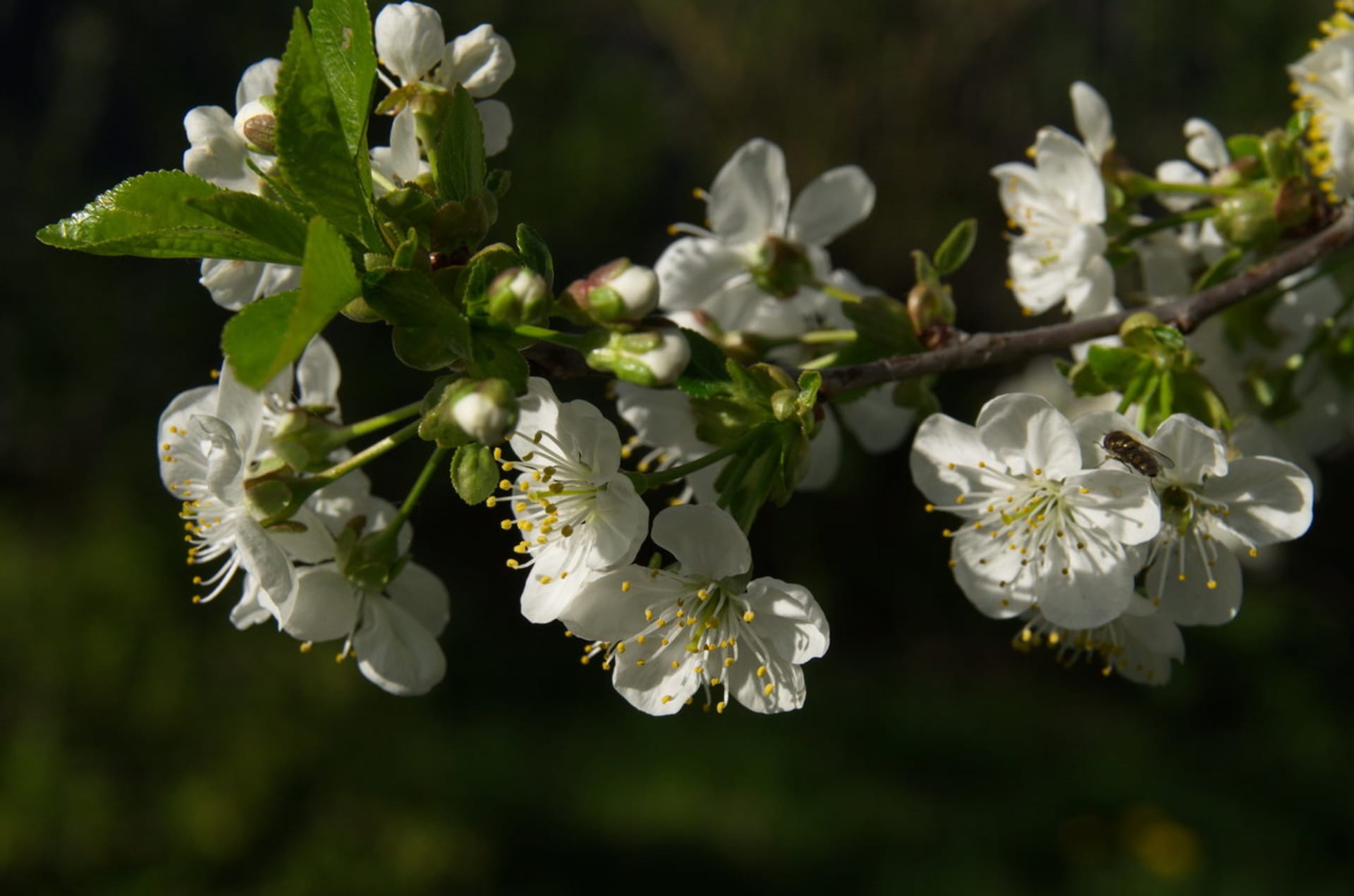 Višeň/Prunus cerasus L. - detail