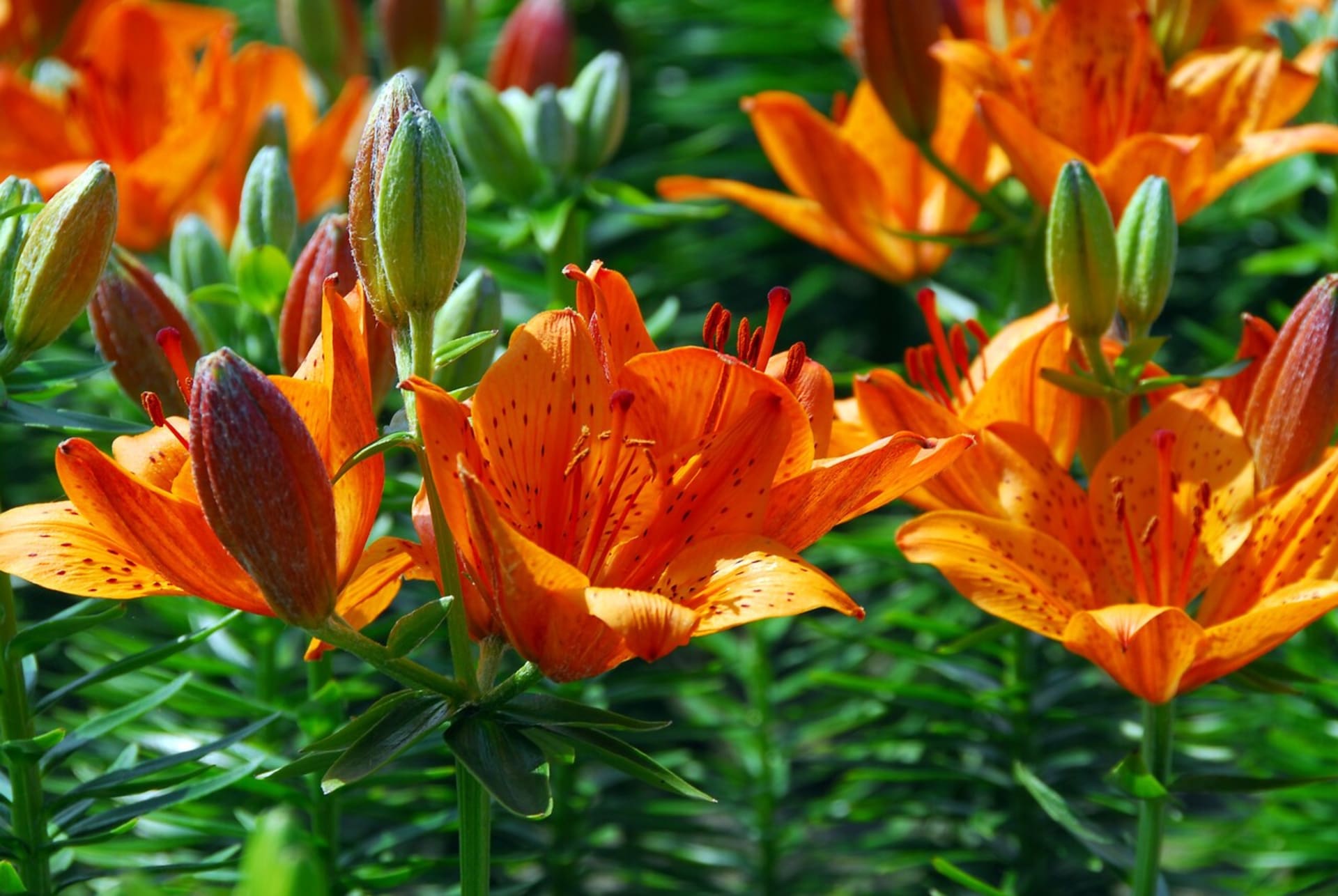 sijské hybridní lilie rozkvétají uprostřed června a jsou v plném květu dva až tři týdny. Na snímku kultivar Orange Pixie®.