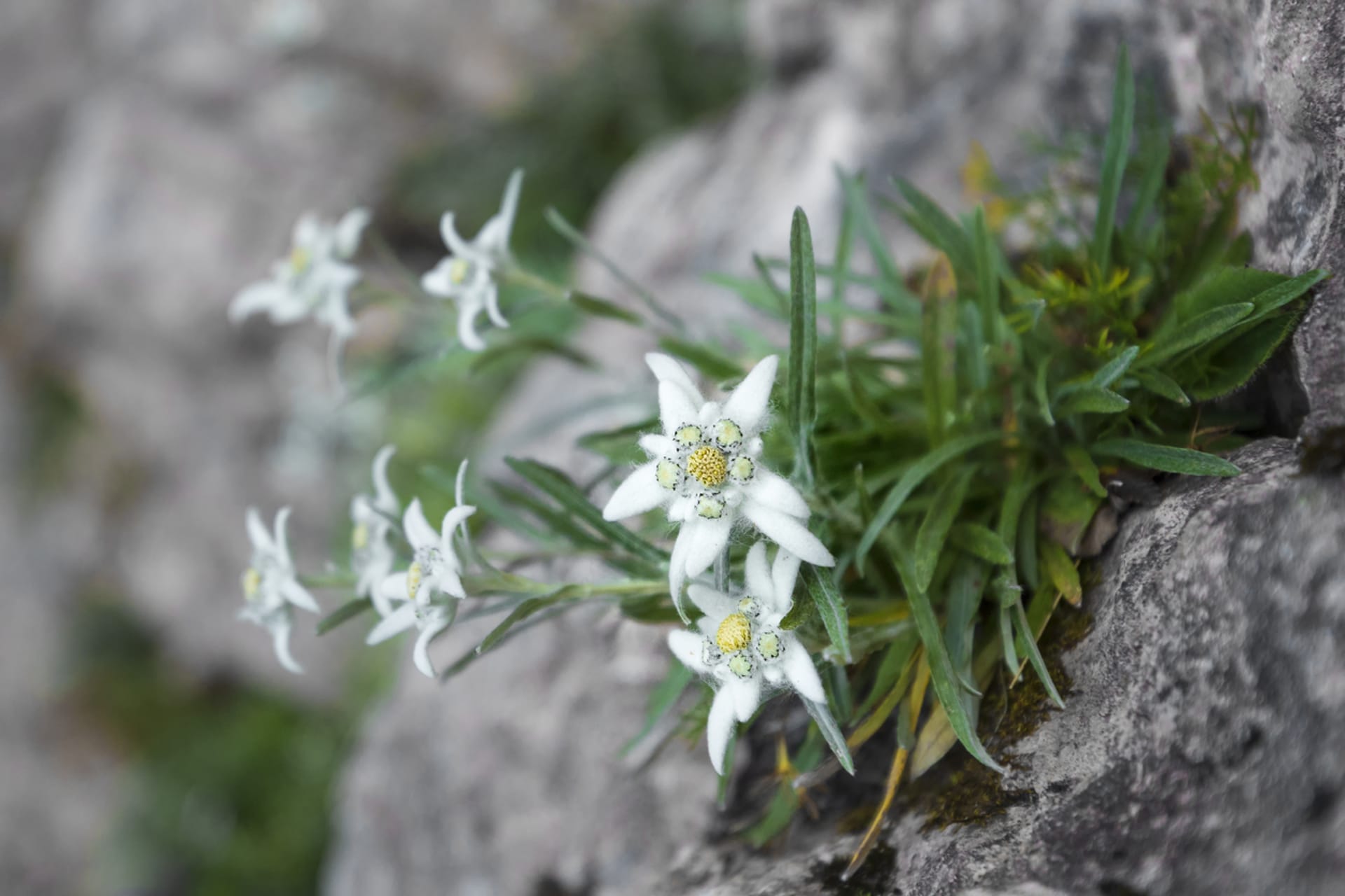 Protěž alpská nebo plesnivec alpský (Leontopodium alpinum)