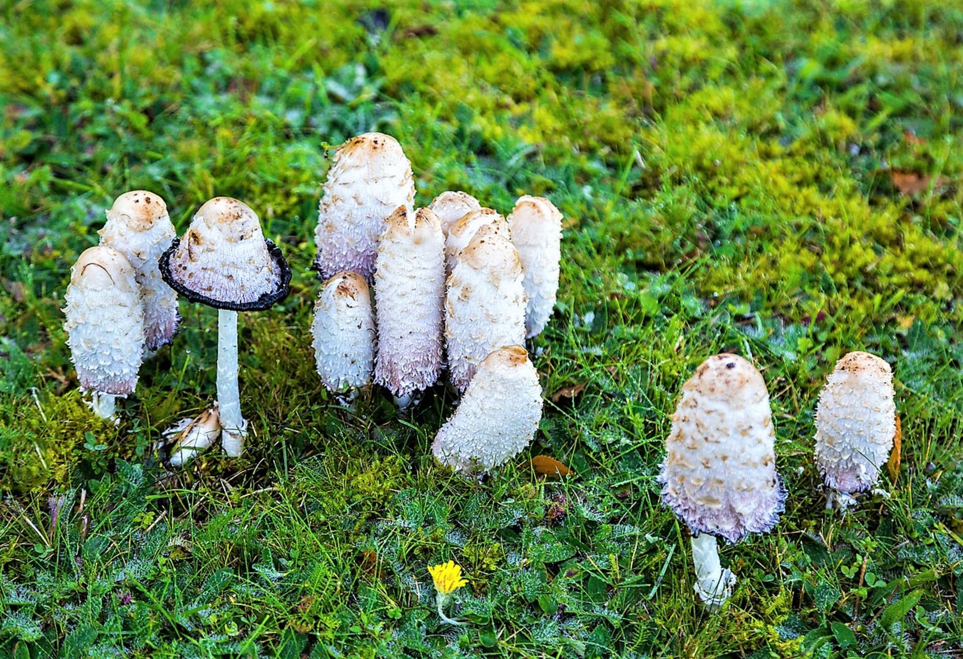 Hnojník obecný patří ke stále oblíbenějším léčivým houbám, protože prospívá zdraví celkově, včetně psychické pohody