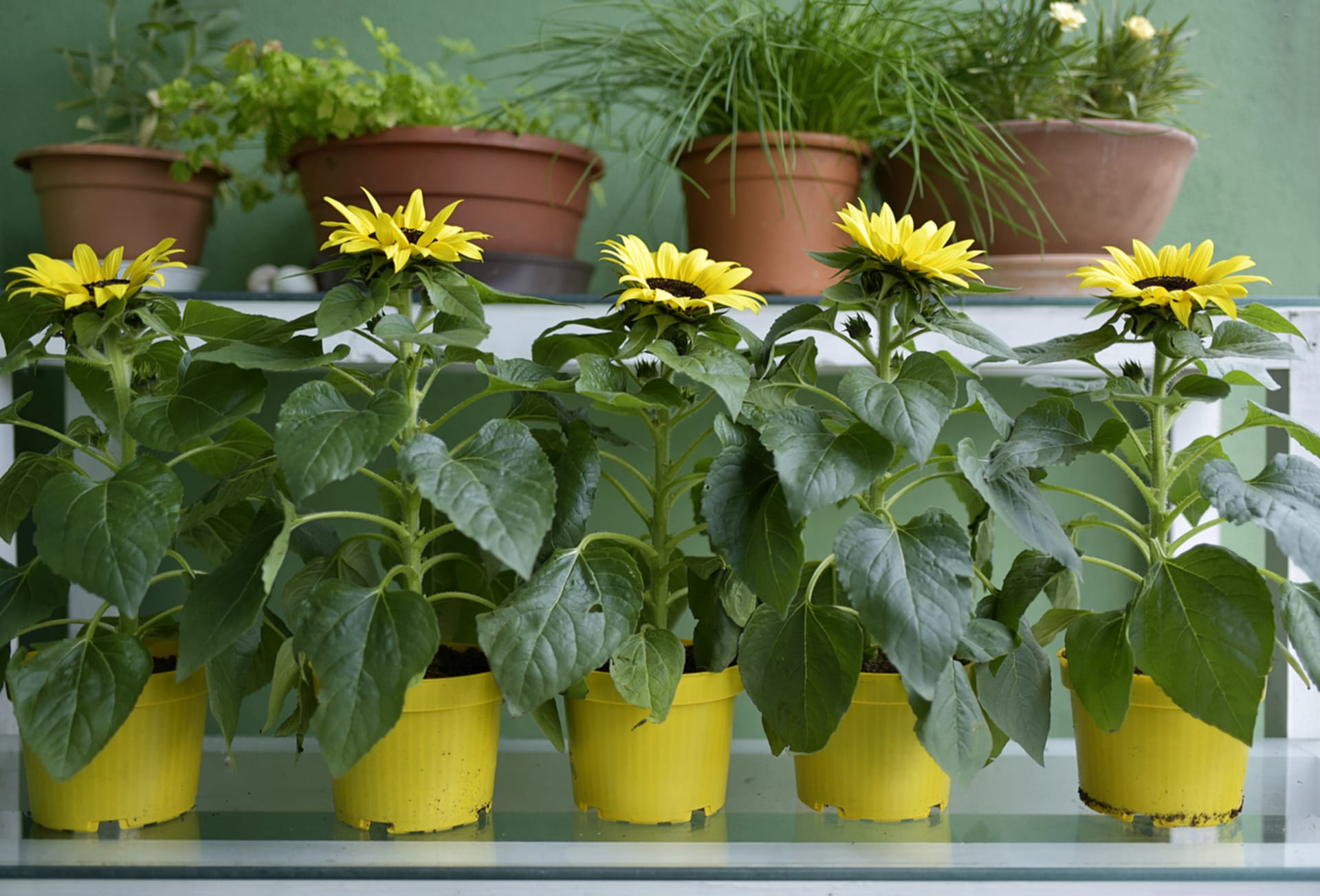 Slunečnice si nemusí odpírat ani ti, kdo nemají zahrádku, protože vykvete i na balkoně. Vzrůst slunečnic pěstovaných v nádobách závisí od velikosti květináče, čím menší květináč, tím jsou rostliny nižší a menší. 