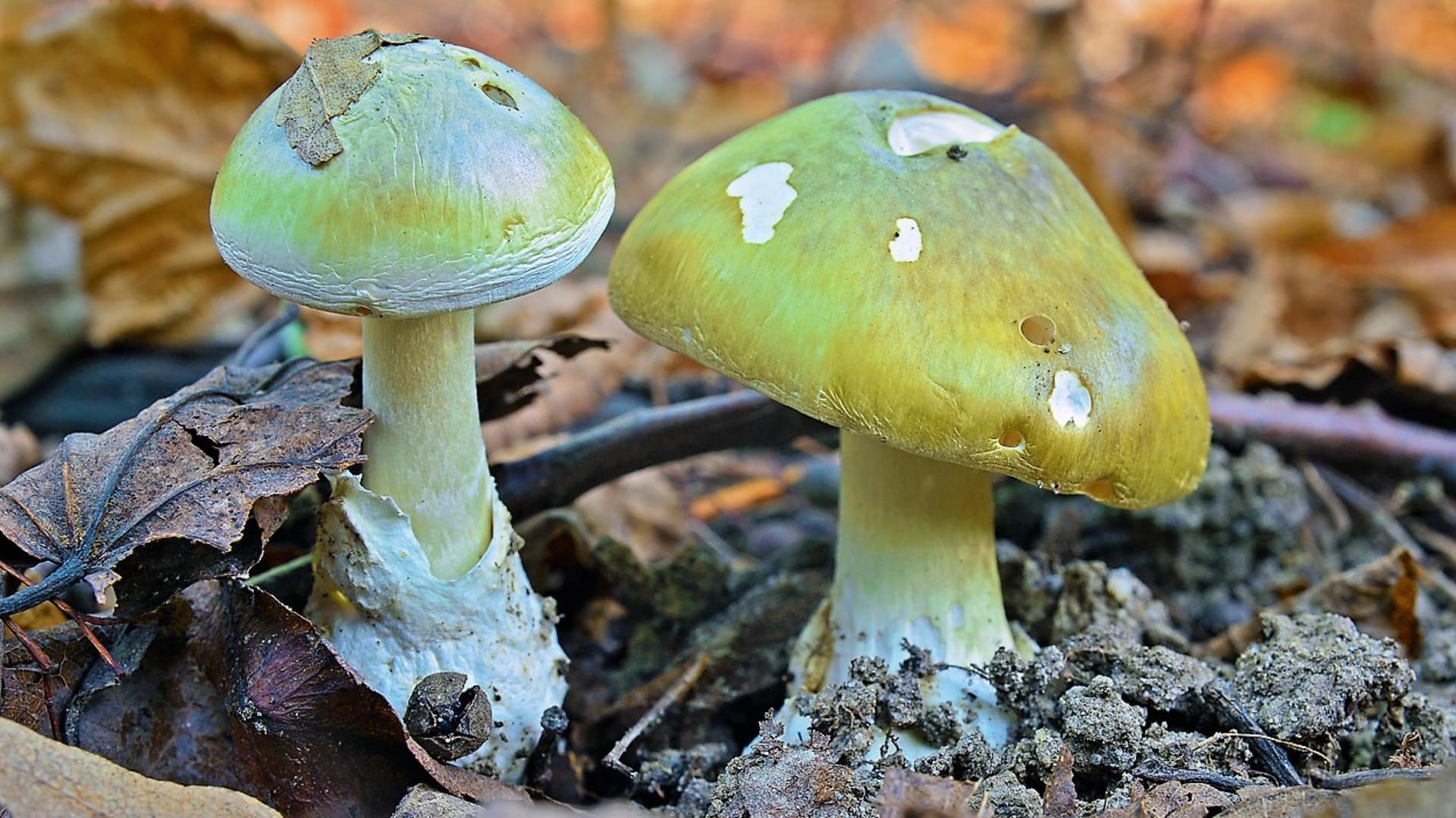 Nejjedovatější a také nejnebezpečnější houbou, na kterou můžeme v lese narazit, je muchomůrka zelená, resp. muchomůrka hlíznatá (Amanita phalloides).