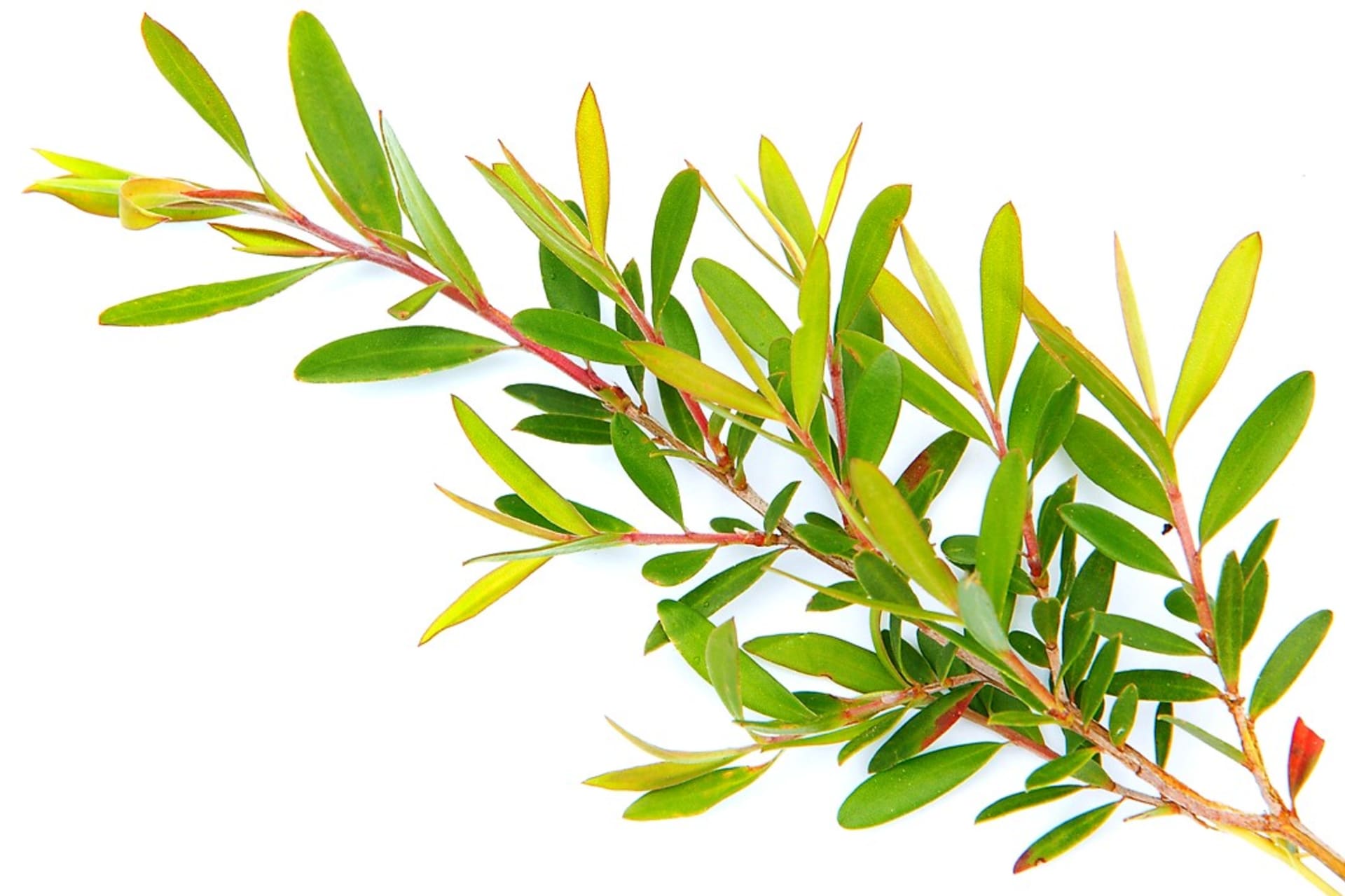 Pravý olej tea tree je pouze ten, který pochází z listů kajeputu střídavolistého (Melaleuca alternifolia), kerému se běžně říká čajovník australský, přestože s čajovníkem nemá nic společného.
