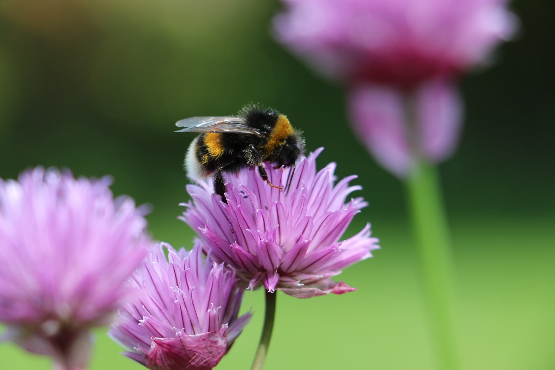 Čmeláci: Neútoční dobráci, kteří pomáhají včelkám s opylováním květů za každého počasí 3
