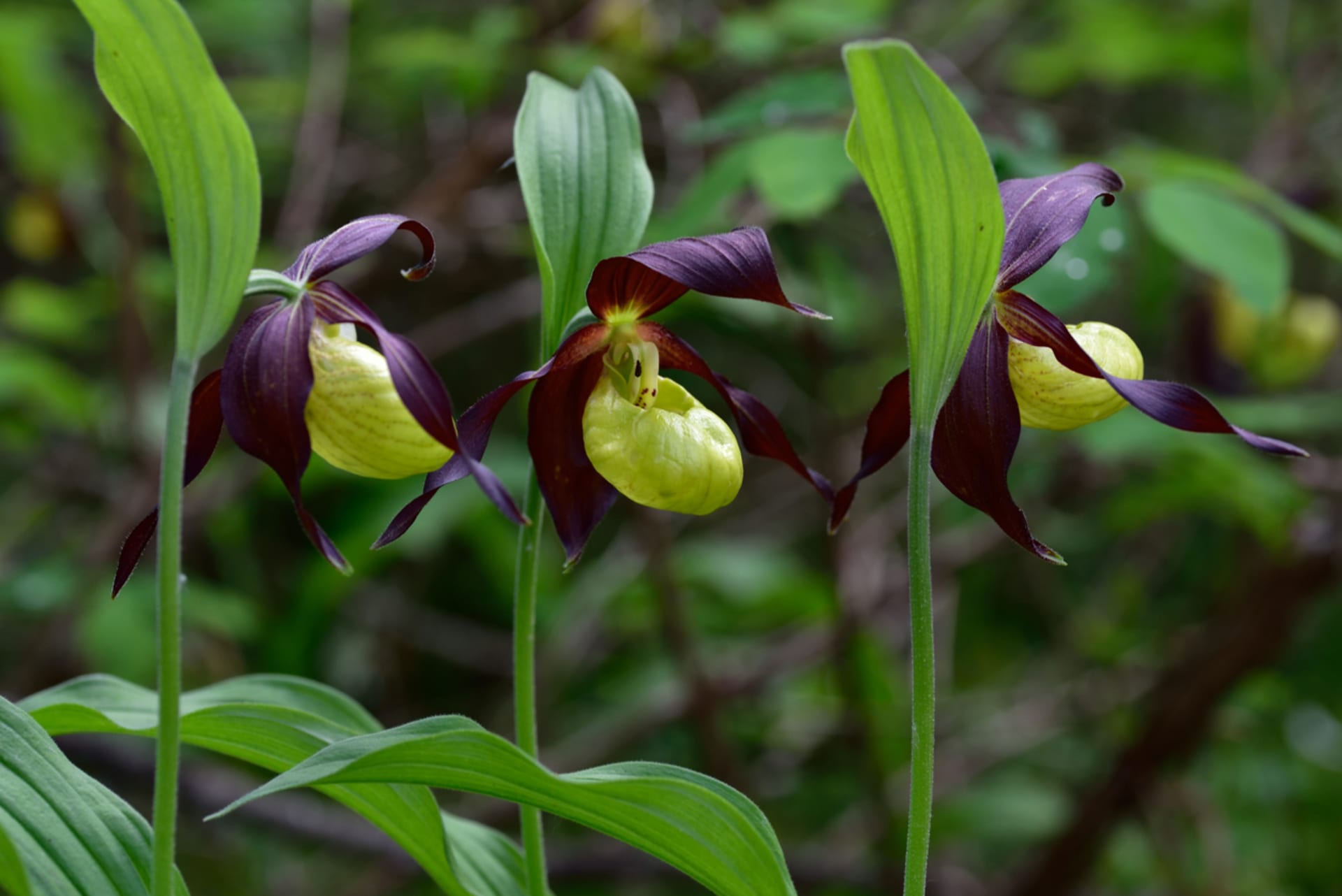 Zemní orchideje najdete i v naší přírodě 