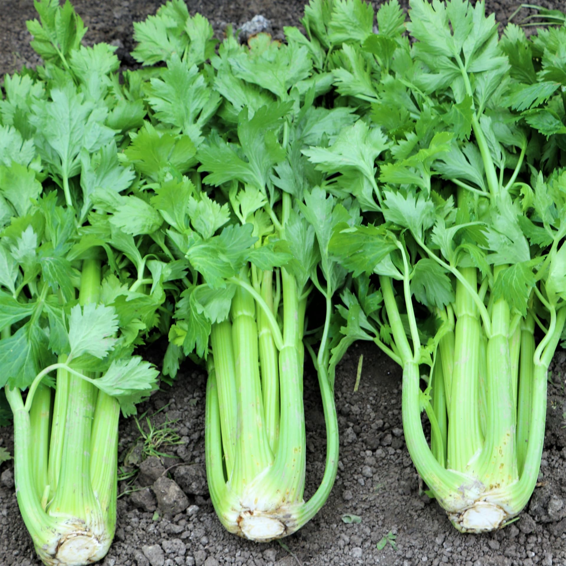 Od nepaměti jsou známé afrodiziakální účinky řapíkatého celeru. Povzbuzuje u mužů častější chuť na sex a stará se i o zdraví spermií