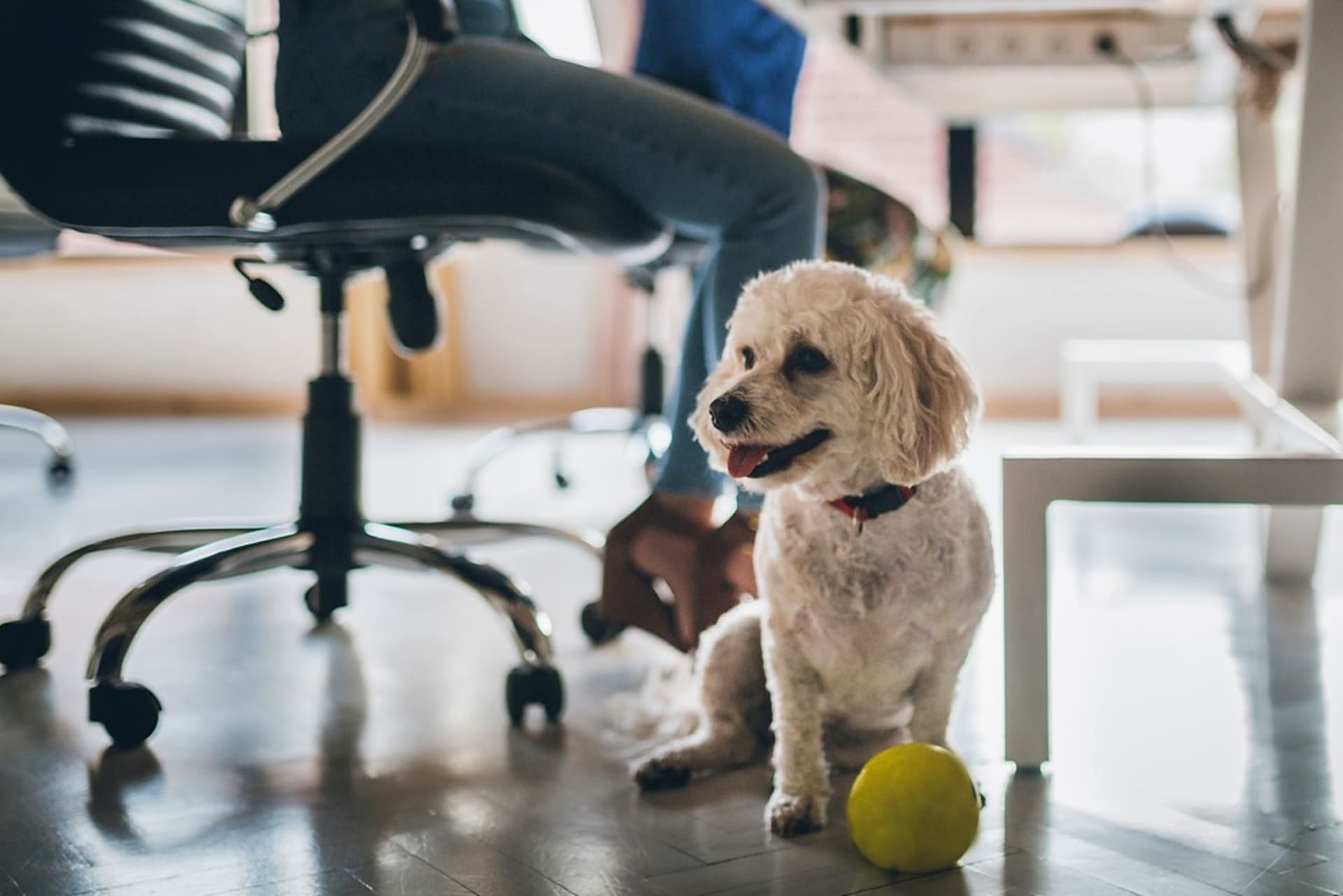 Pes v kanceláři: Klidné, hodné, nekonfliktní a vychované zvíře nijak nenaruší pracovní režim a bude vítané.