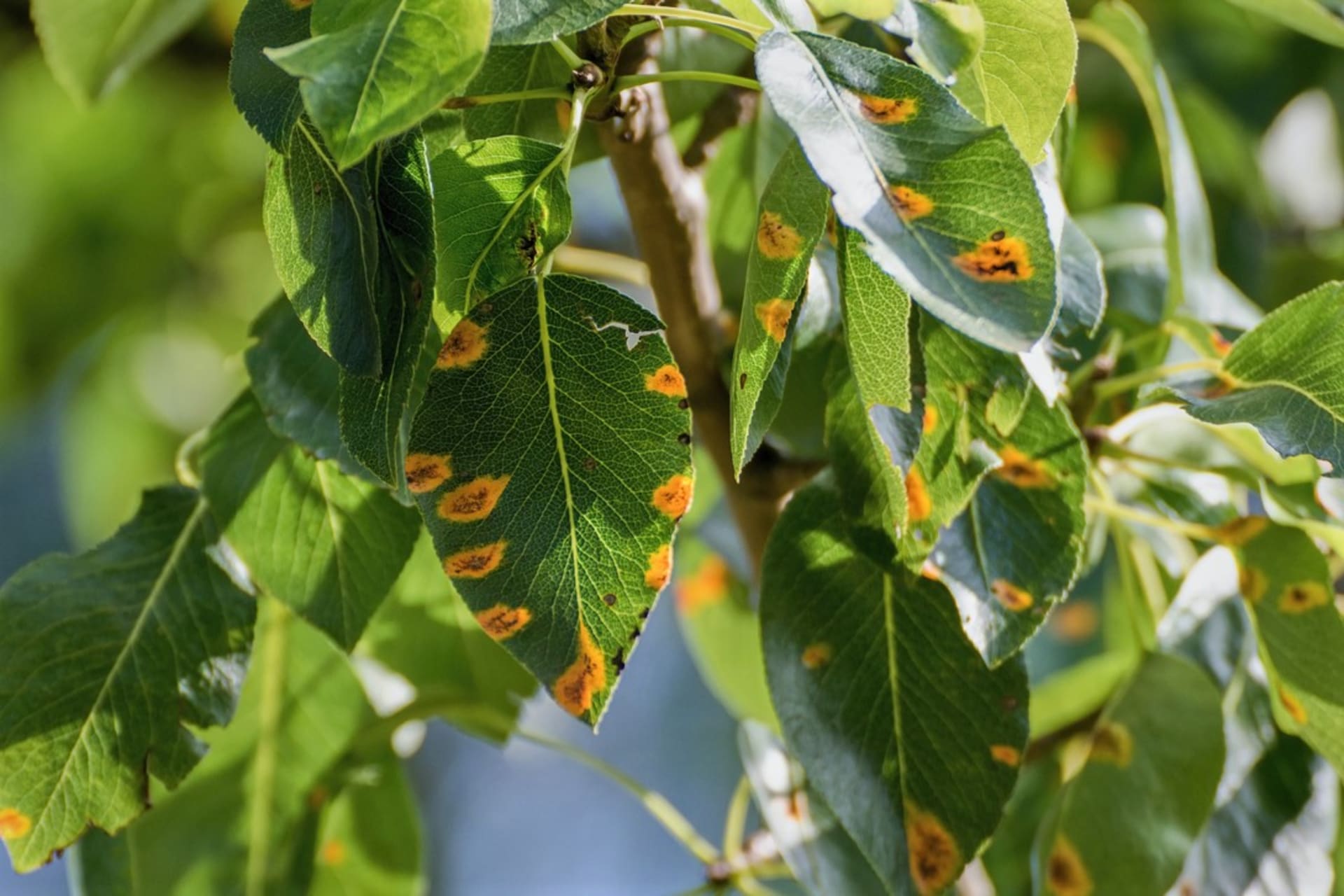 Když jsou listy hrušní pokryté oranžovočervenými, okrouhlými skvrnami, napadla stromy nemoc zvaná rez hrušňová neboli rzivost hrušně (Gymnosporangium sabinae).