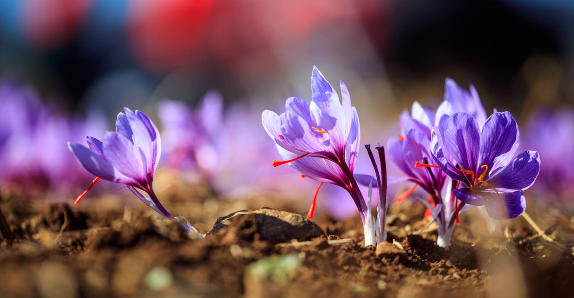 Šafrán setý (Crocus sativus L.) 7