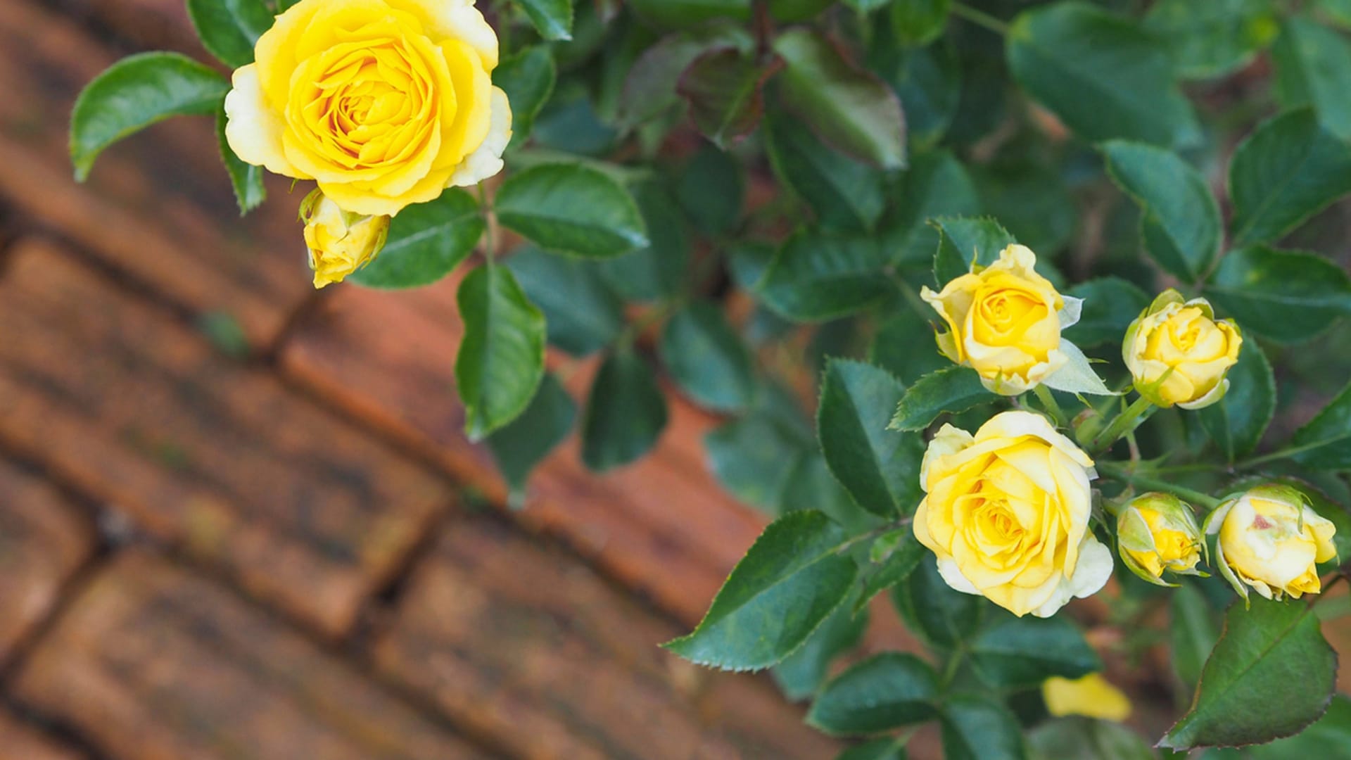 Balkonové růže mají drovné, ale krásně plné květy