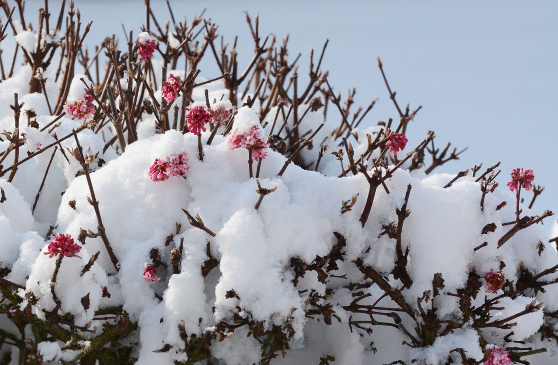 Kalina růžová: V mírných zimách vykvétá už koncem prosince, ale v únoru už si kvetení nedá vymluvit ani při pohledu na zasněženou krajinu.