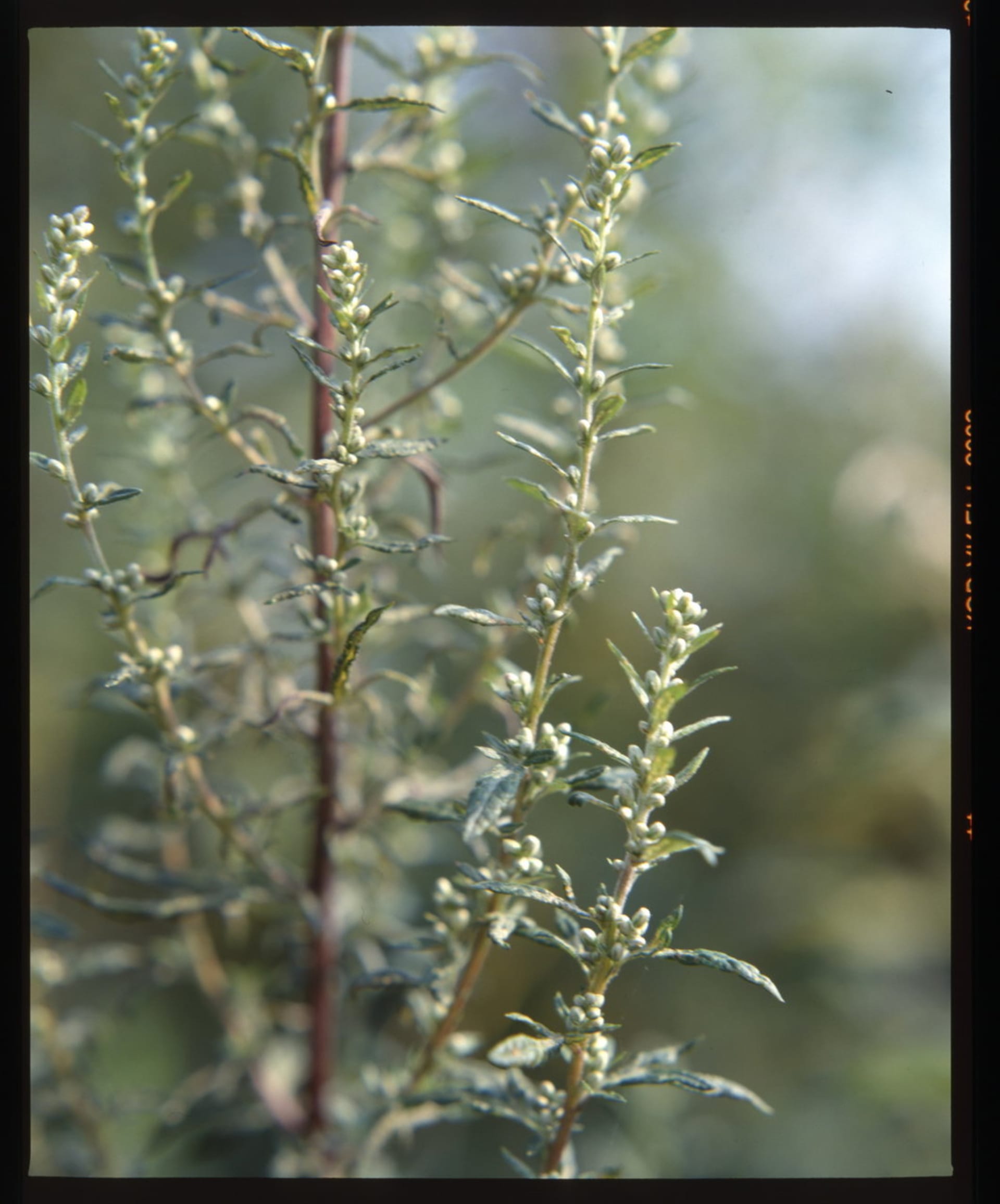 Pelyněk roční/Artemisia annua