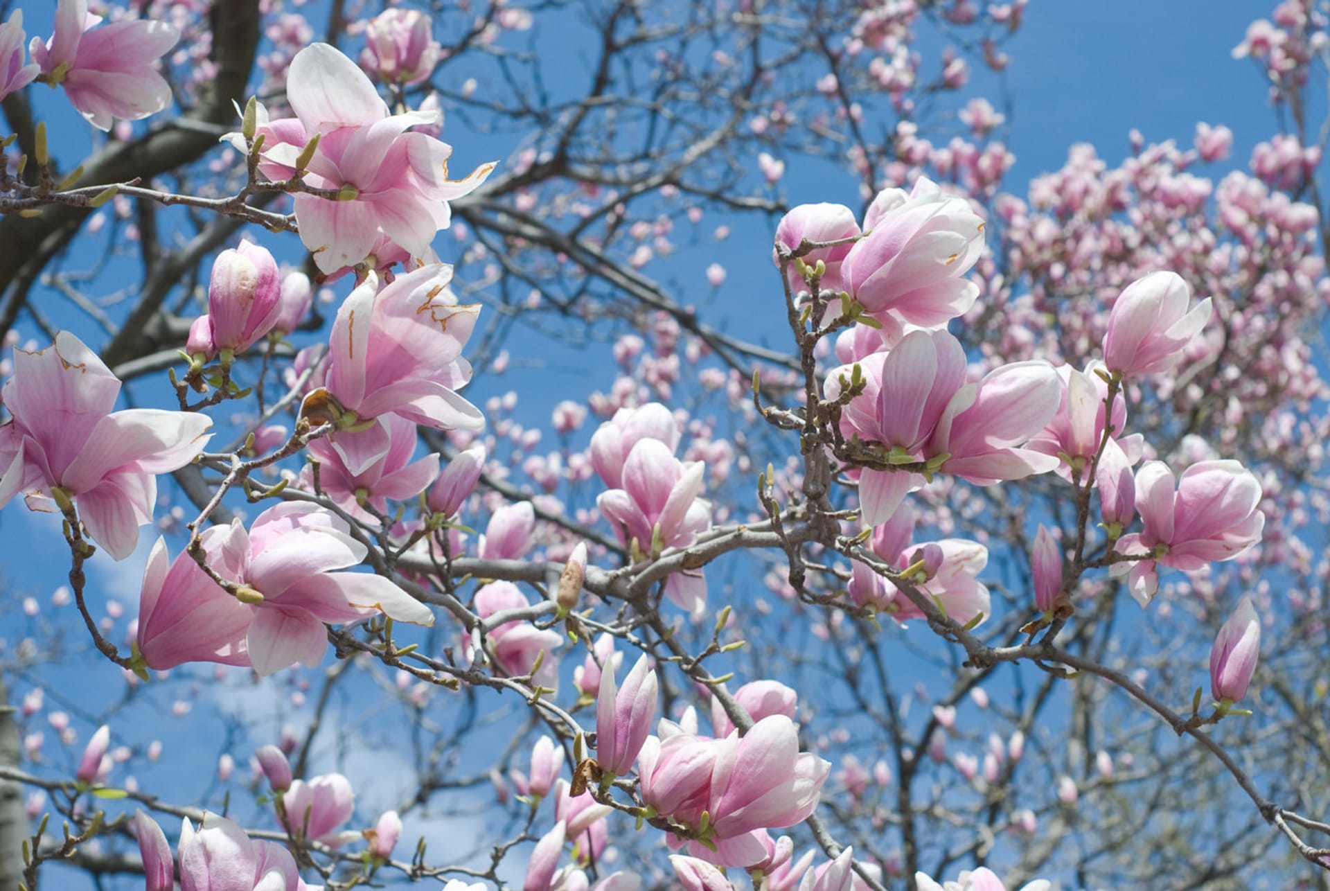 Krása magnolie - Obrázek 2
