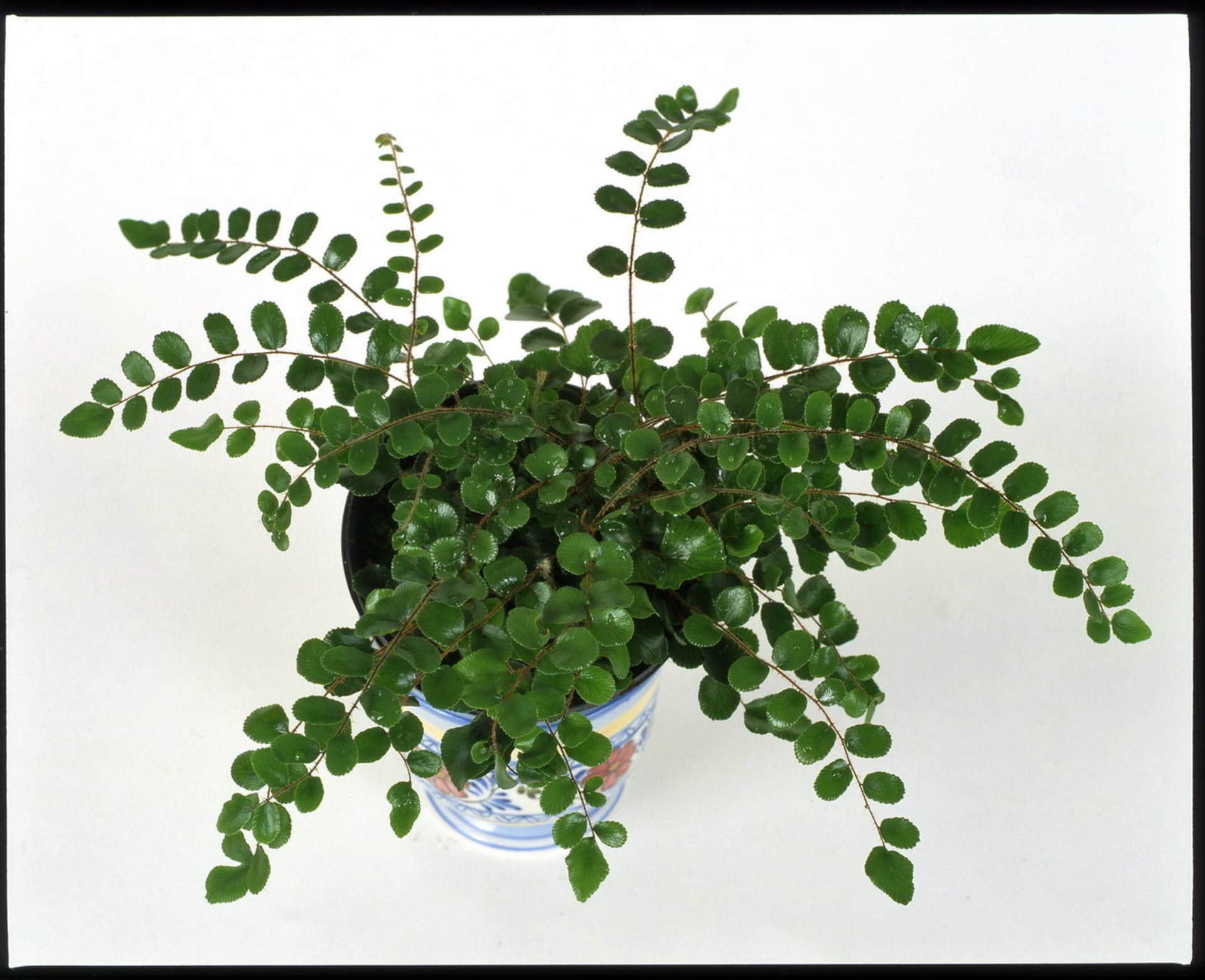 Pelea/Pellaea rotundifolia