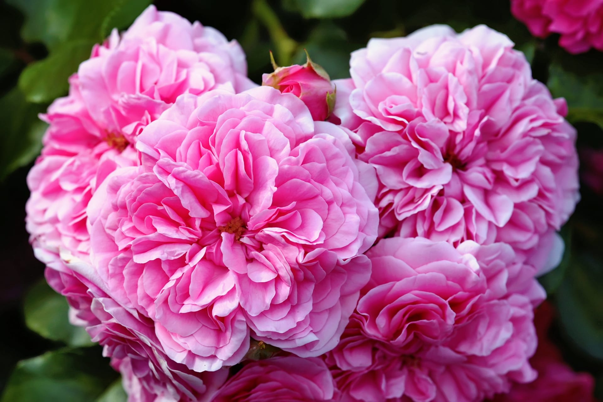 Intenzivně vonící růže stolistá (Rosa centifolia) obsahuje účinné látky, které omezují množení virů, a tak pomáhá při rýmě i chřipce a astmatu. Tonizuje organismus, minimalizuje riziko smutku, nervozity a deprese. 