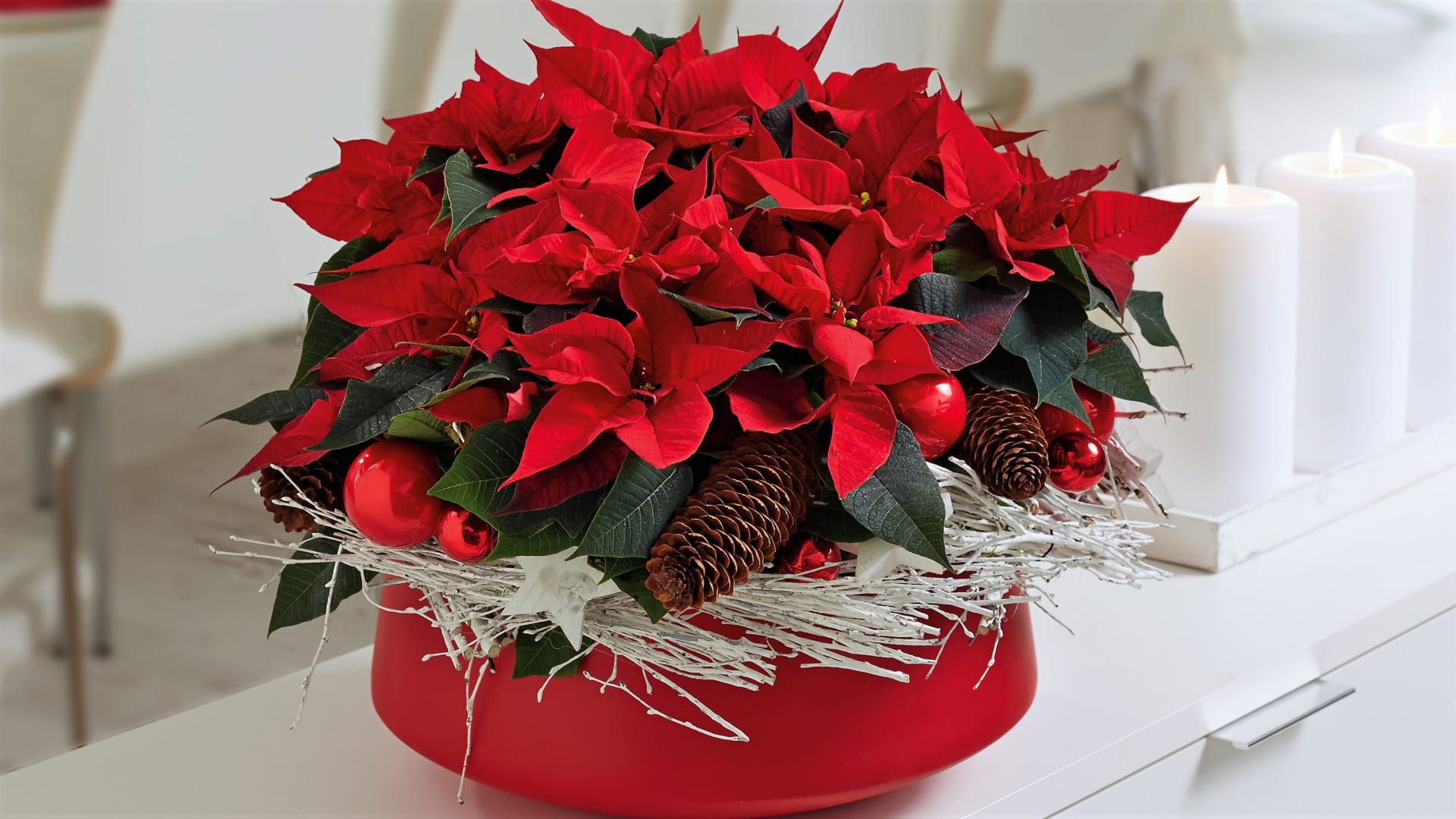 Typickou květinou, která dnes o Vánocích zdobí nejednu českou domácnost, je vánoční hvězda neboli poinsettie. Zářivě červené, růžové, bílé či žluté listeny se zelenožlutými květy uprostřed, tak vypadá správná a zdravá vánoční hvězda.