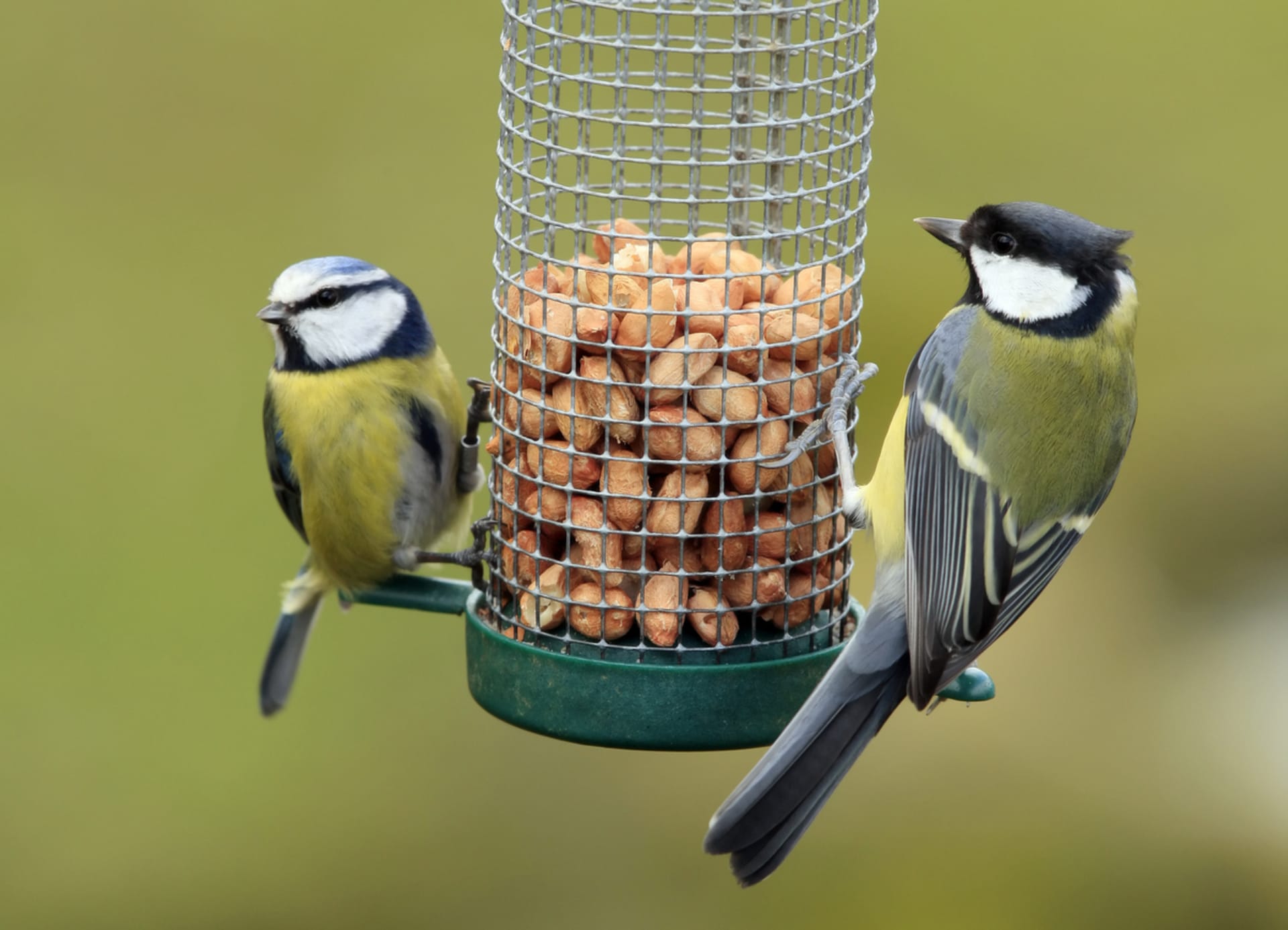 Celoroční dokrmování a pestré zahrady mohou pomoci s úbytkem ptactva 6