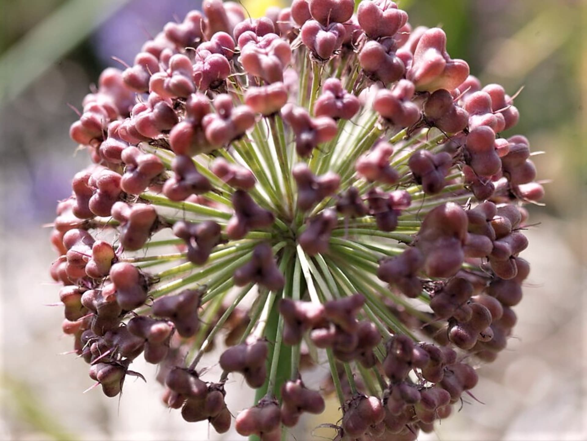 Česnek karatavský (Allium karataviense) patří mezi nejnižší druhy. Koule hustých kvítků o průměru 5–10 cm jsou bílé, krémové nebo světle fialové.