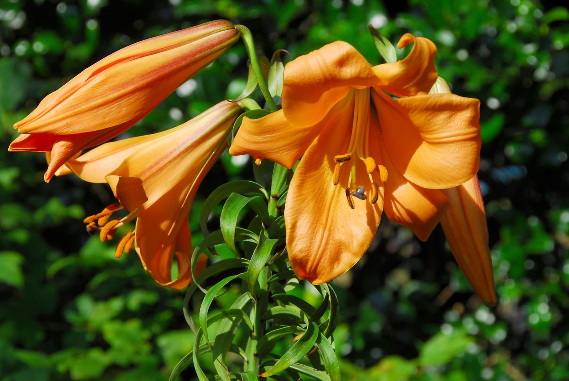 Trubkovité (trumpetové) hybridy lilií dsou skvělá k řezu. Kvetou dva až tři týdny. Na snímku kultivar African Queen.