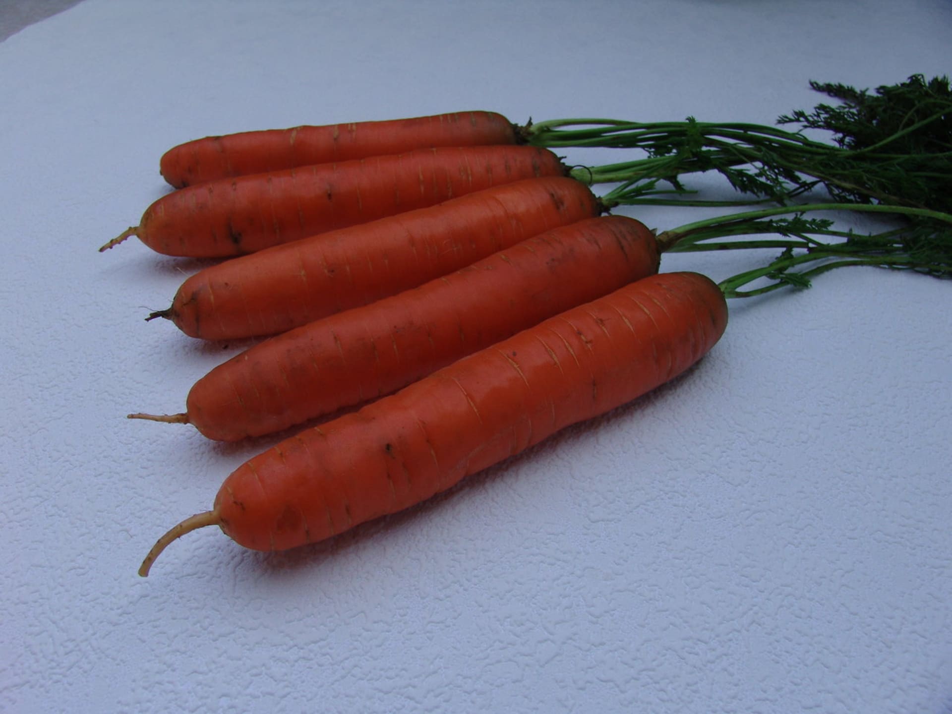 Kořenová zelenina - Obrázek 7 - Odrůda mrkve Darina