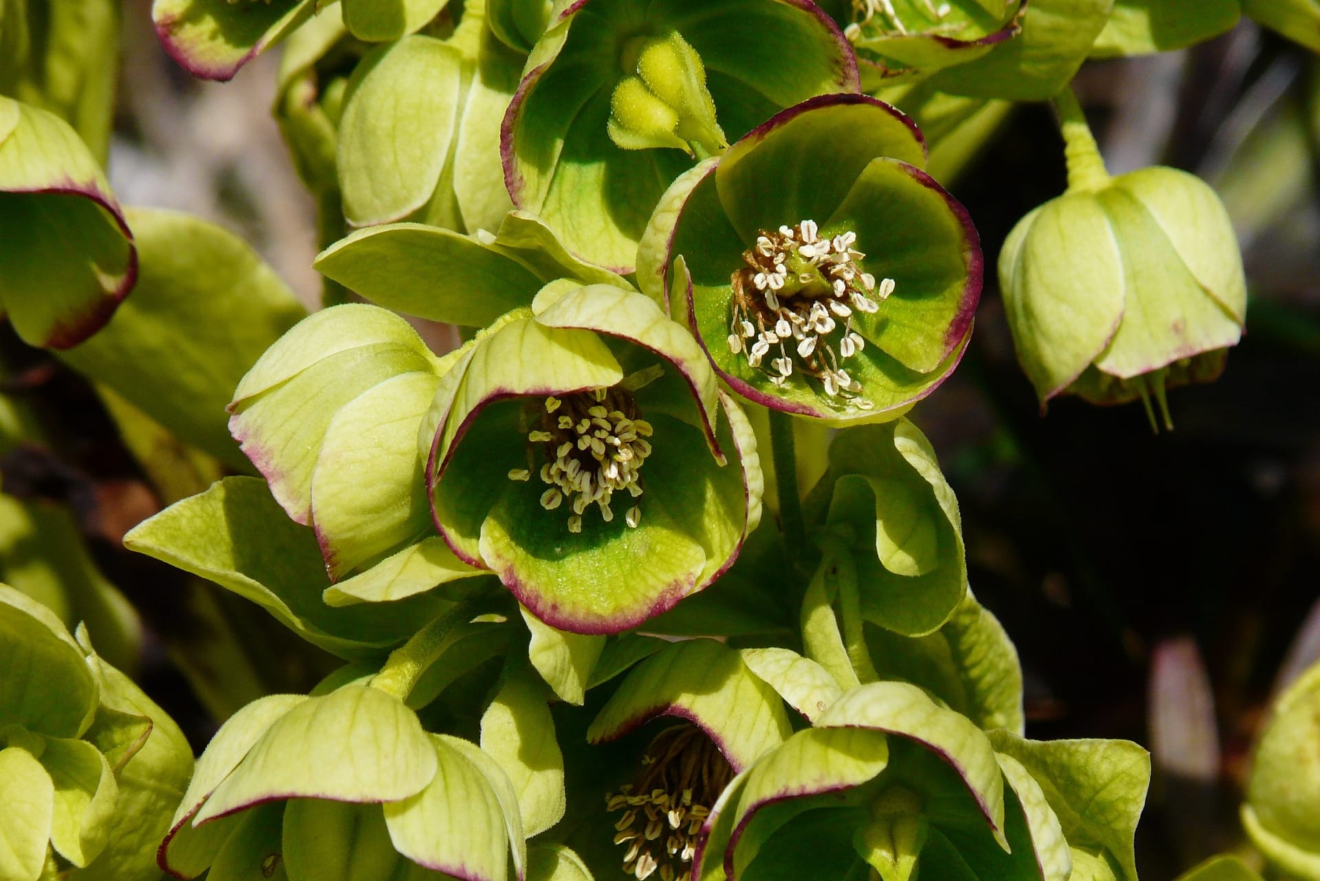 Mohutná čemeřice smrdutá (Helleborus foetidus) má zelené květy s dekorativním vínovým lemováním a listy ve tvaru zvonku.