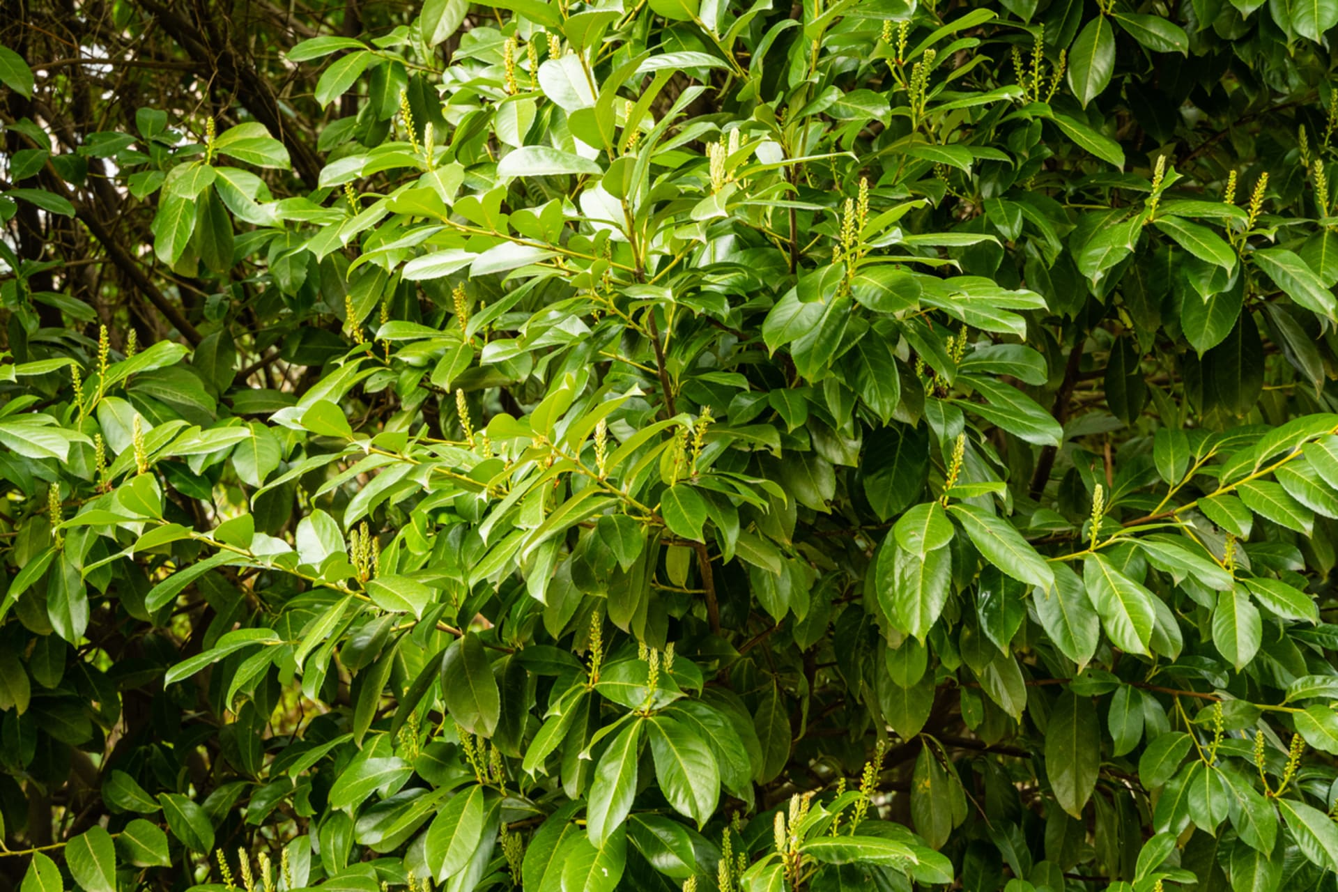 Bobkovišeň lékařská (Prunus laurocerasus) 6