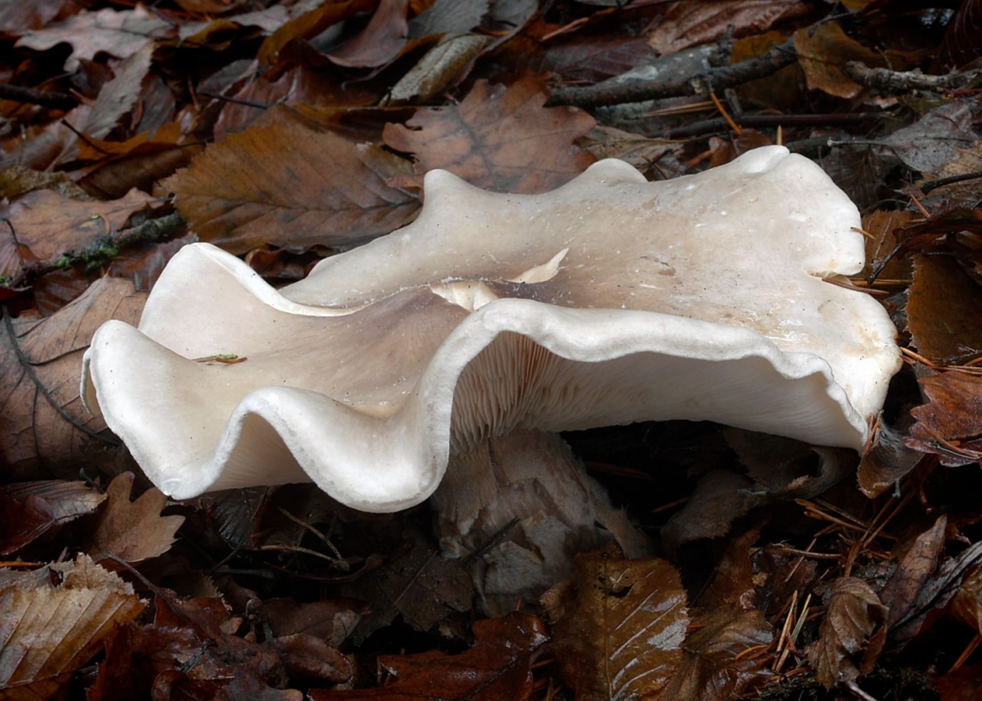 Podzimní houby - Obrázek 15 - Strmělka mlženka (Clytocybe nebularis)