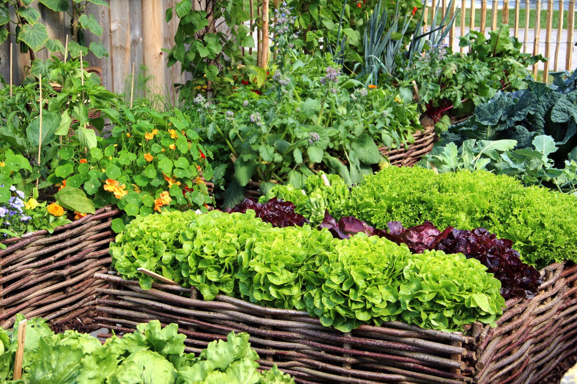 Zelenina a bylinky na zahrádce