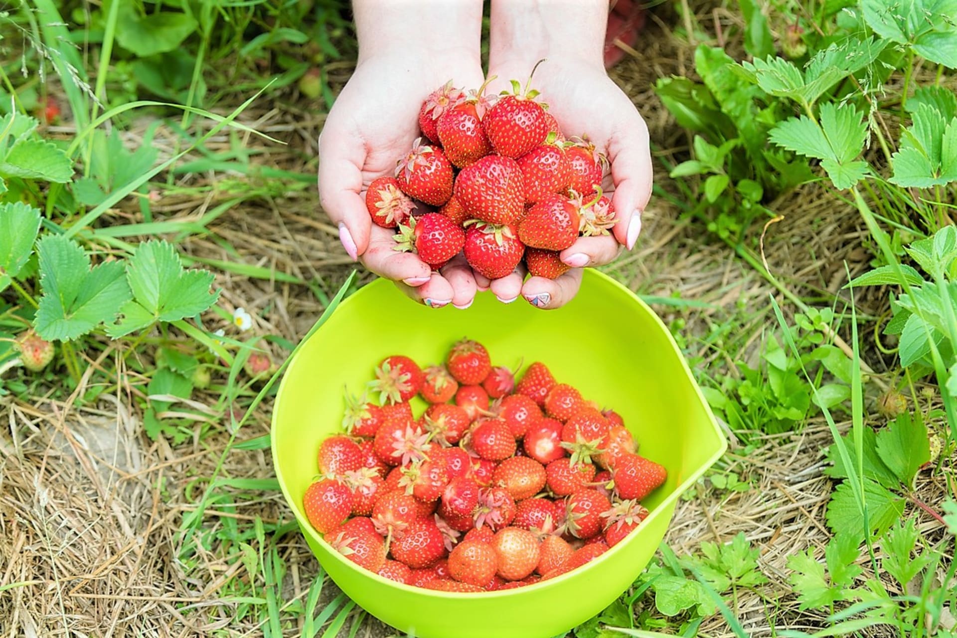 Sladké a voňavé jahody začínají venku na zahradě dozrávat obvykle v červnu. Jahody jsou skvělým zdrojem vitaminů a minerálních látek 