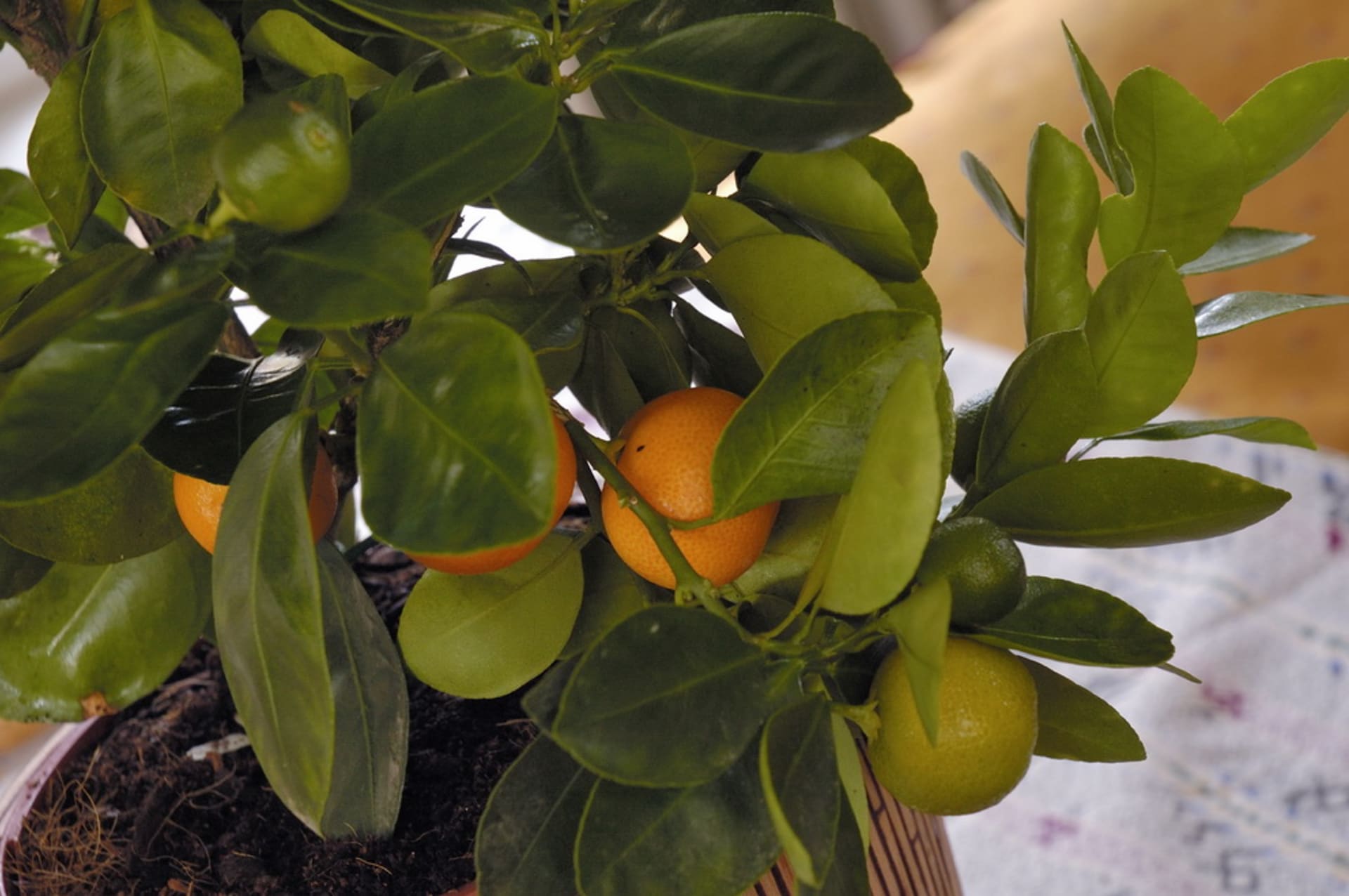 Pomerančovník/Citrus sinensis calamondin - detail