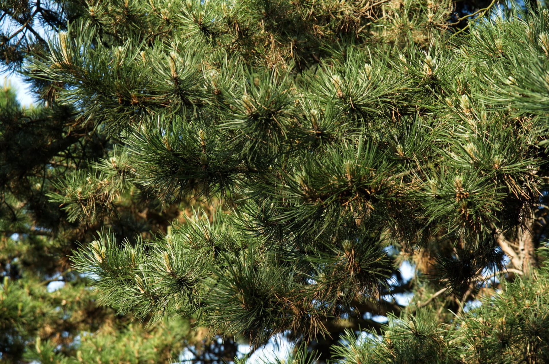 Borovice černá/Pinus nigra - detail