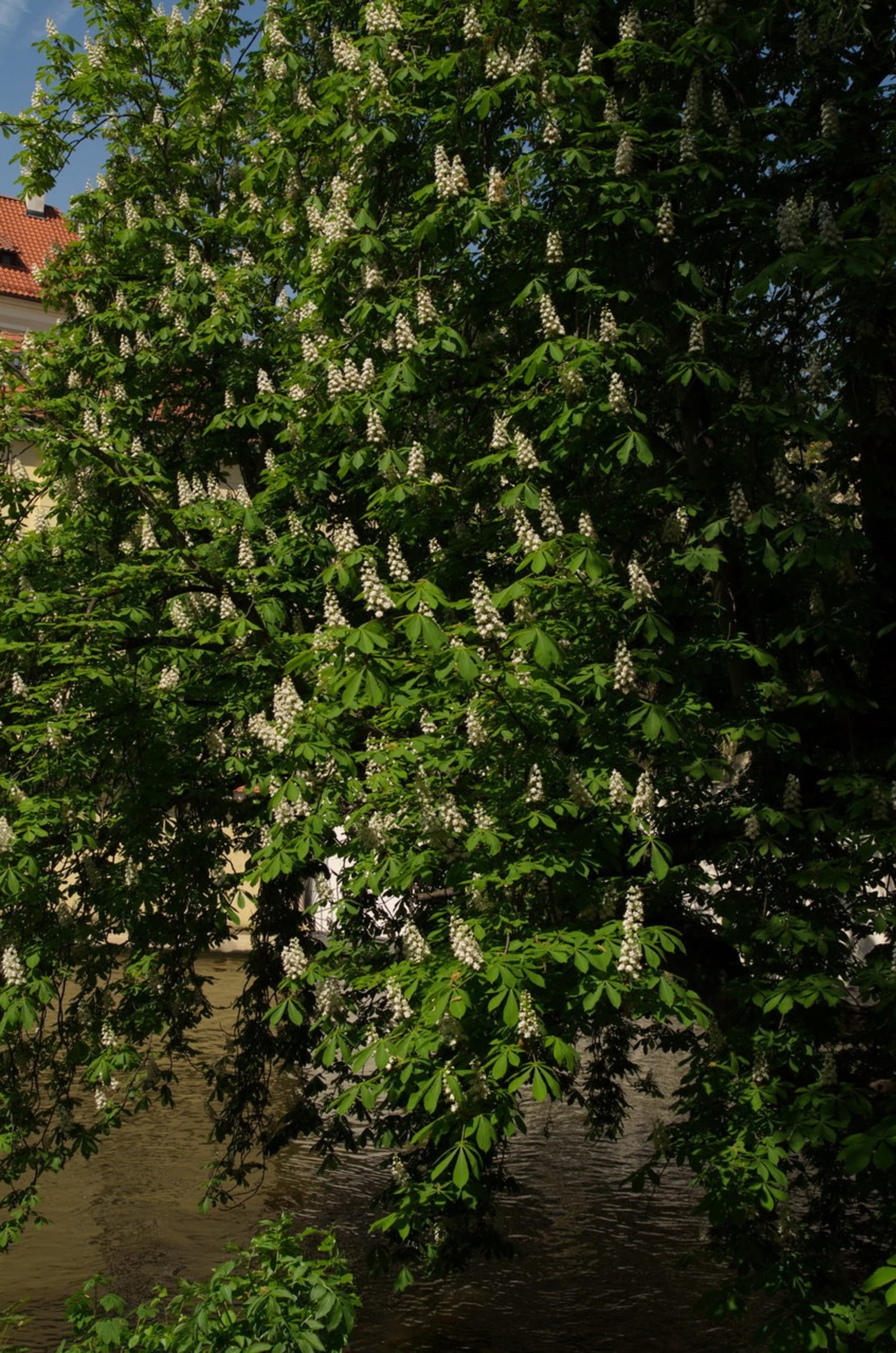 Jírovec maďal/Aesculus hippocastanum