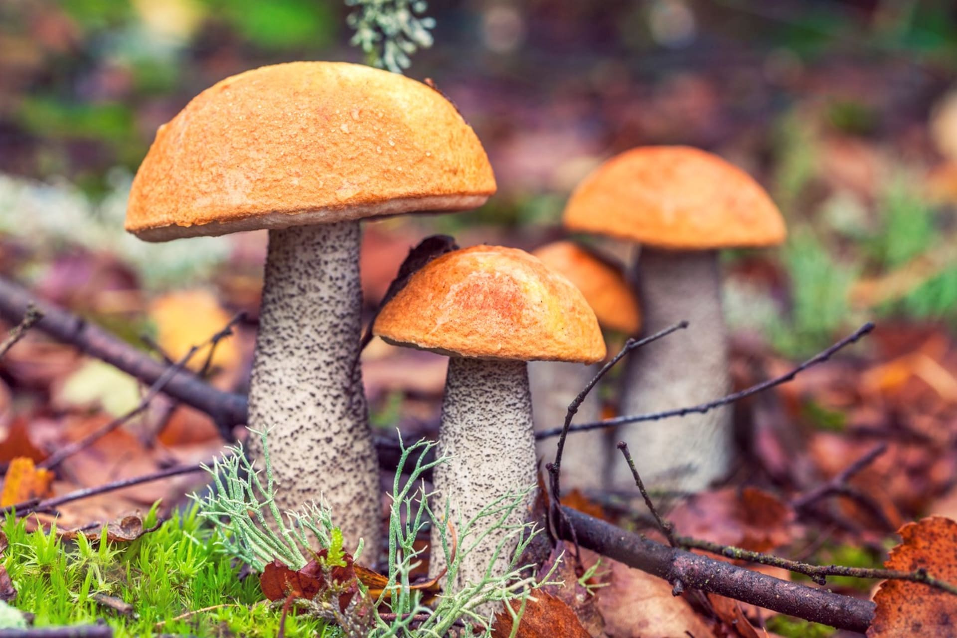 Paleo dieta: Nasušené houby díky své vysoké nutriční hodnotě v zimním období kompenzovaly nedostatek masa.