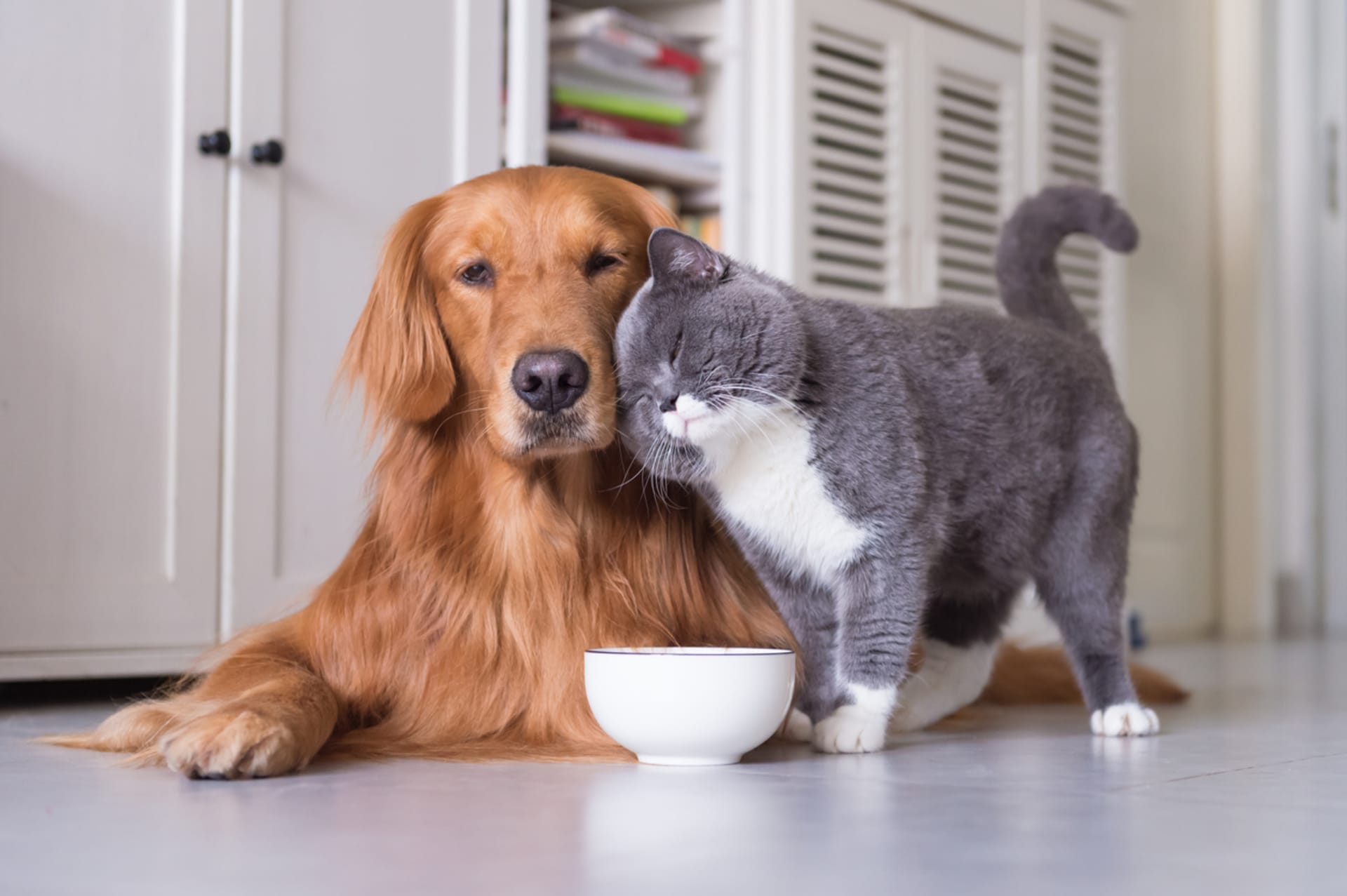 Kočka a pes spolu umí kamarádit. Jen se na to musí jít pomalu a chytře 1