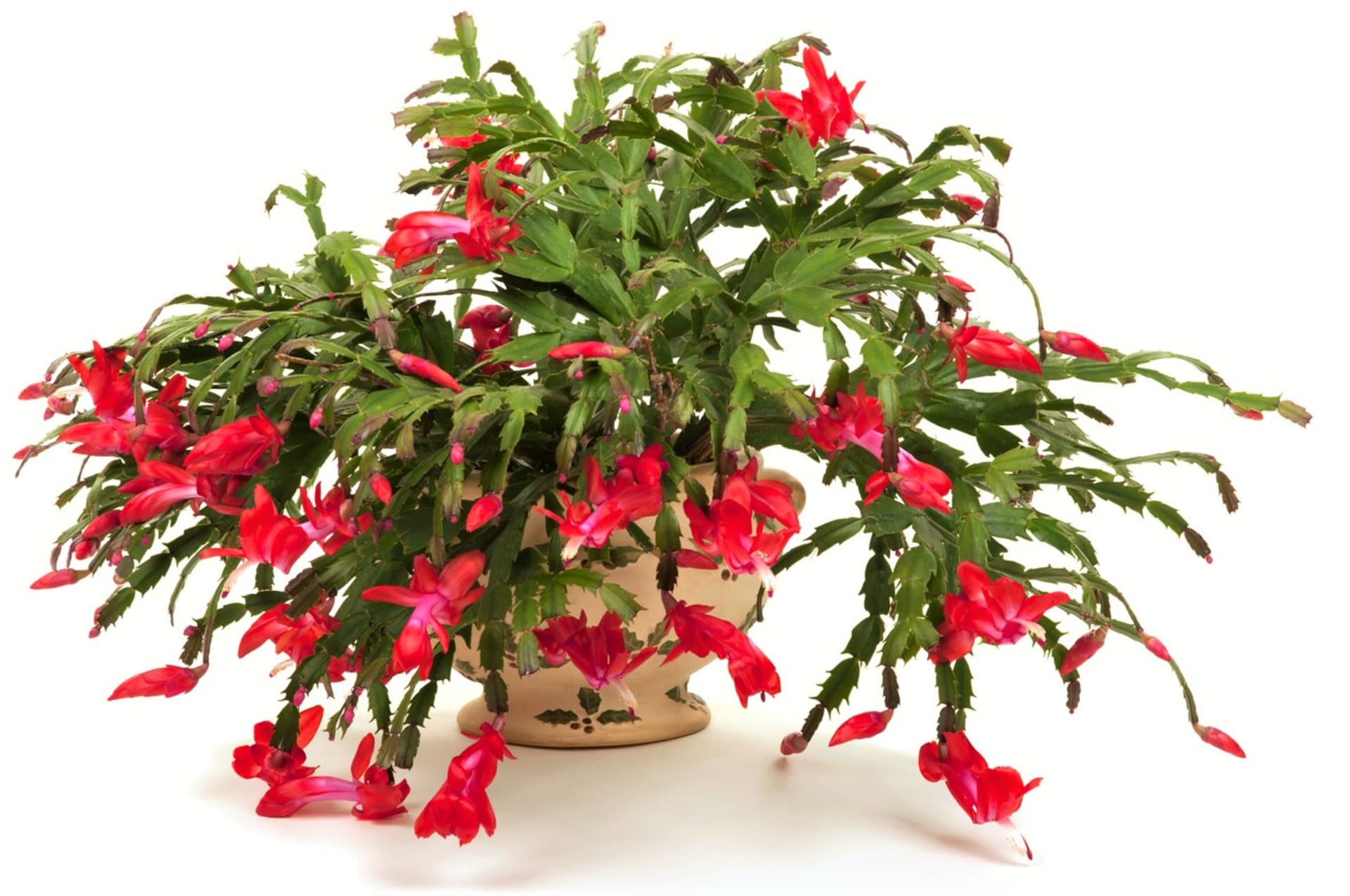Osvědčenou klasikou je vánoční kaktus. Během svátečního období vytváří množství květů. Vykvete však jen tehdy, pokud se o něj správně staráme. 