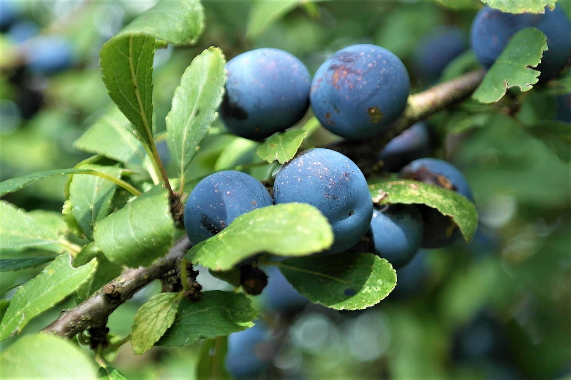 Trnka obecná/Prunus spinosa  - plody/trnky 1