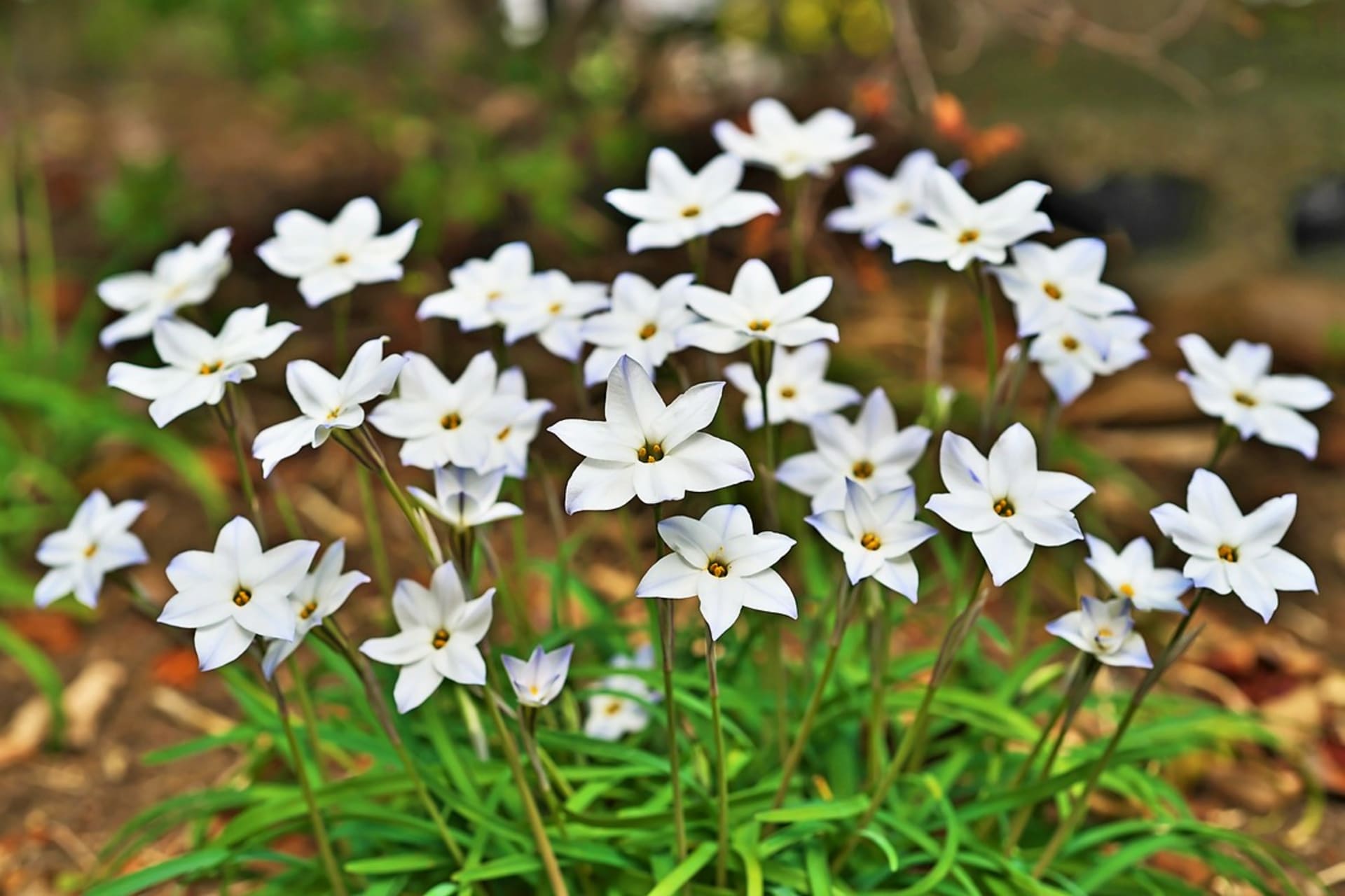 Ifeion jednokvětý (Ipheion uniflorum): Trvá to sice dva roky, než vytvoří silný trs, ale potom nás každoročně bude těšit svou příjemnou vůní a elegantním tvarem drobných květů.