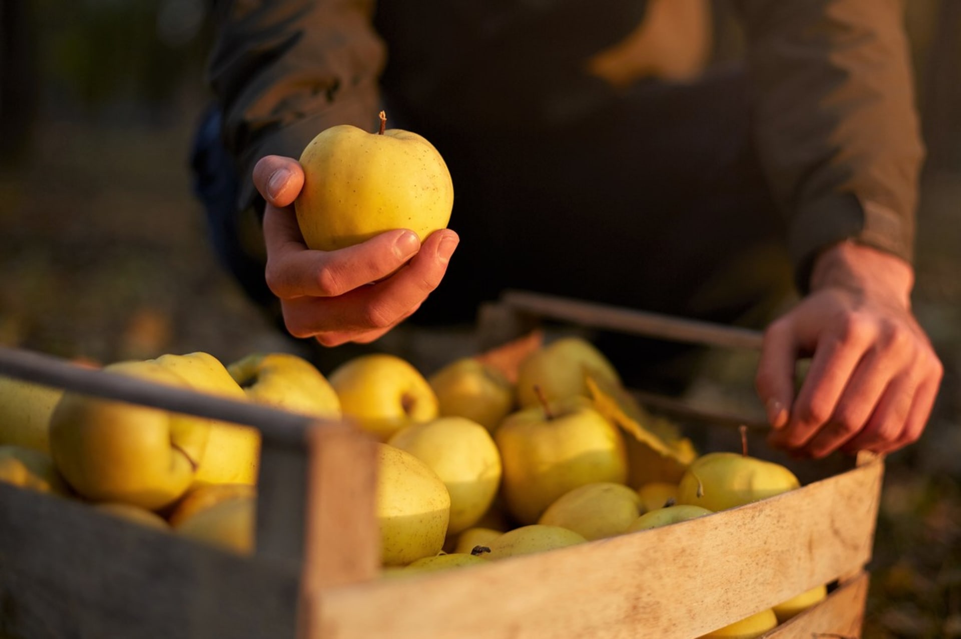 Jablka ze zahrady, která chceme uchovat přes zimu, musí být opatrně trhaná, kvalitní,  stoprocentně zdravá, nepoškozená a se stopkou.