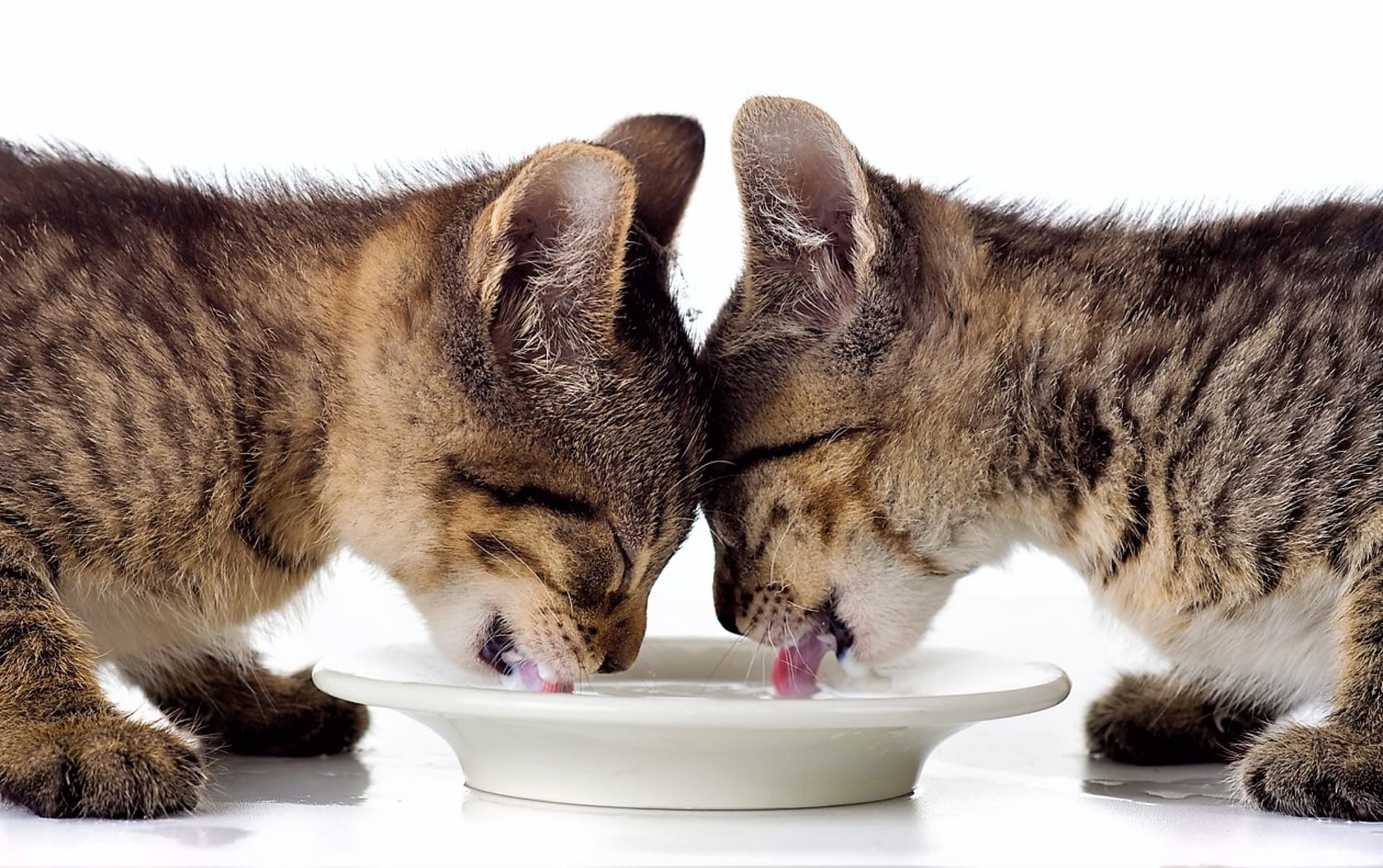 Kočky krmte v několika dávkách během dne. Koťata můžete až šestkrát denně. 