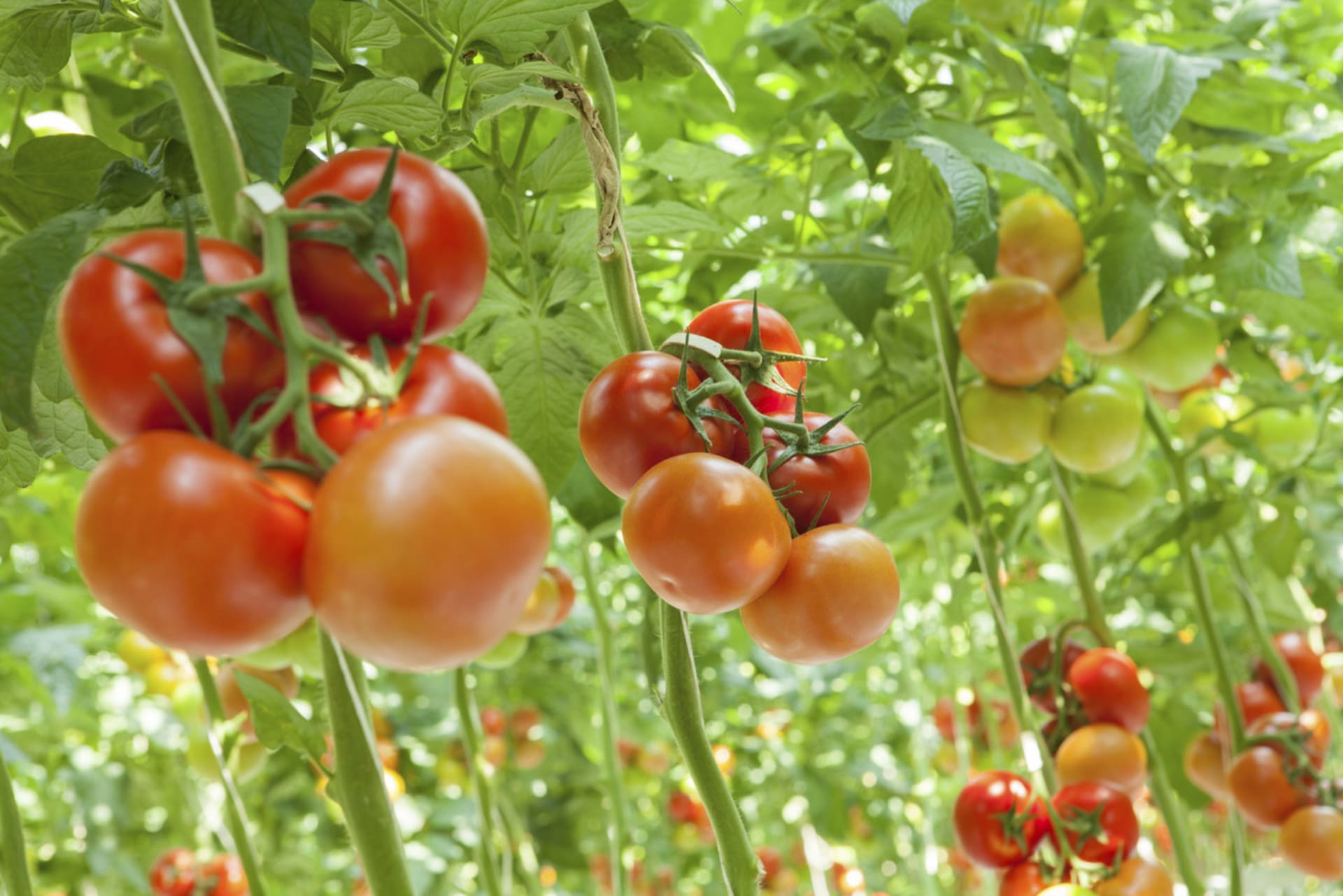 Napadla vaše rajčata plíseň? Poradíme, jak s ní zatočit