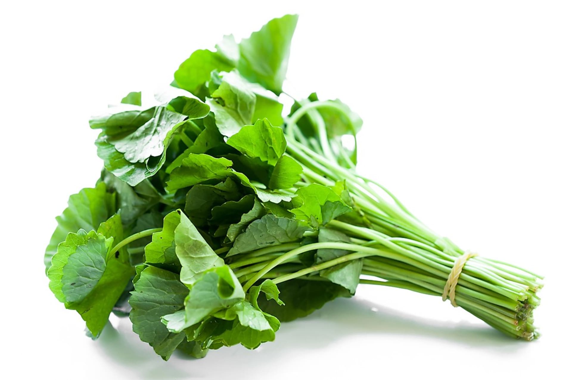 Čerstvé listy pupečníku můžeme přidávat do zeleninových salátů nebo i dalších jídel podobně jako například špenát.