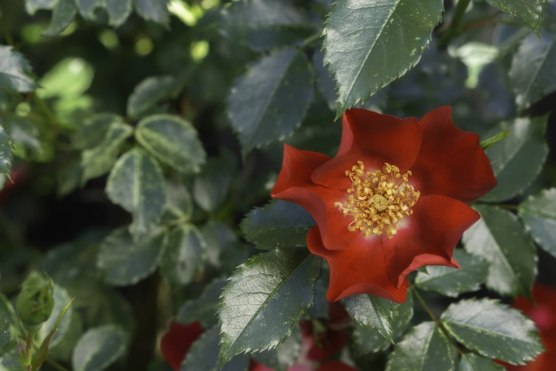 Růže Moyesova (Rosa moyesii)