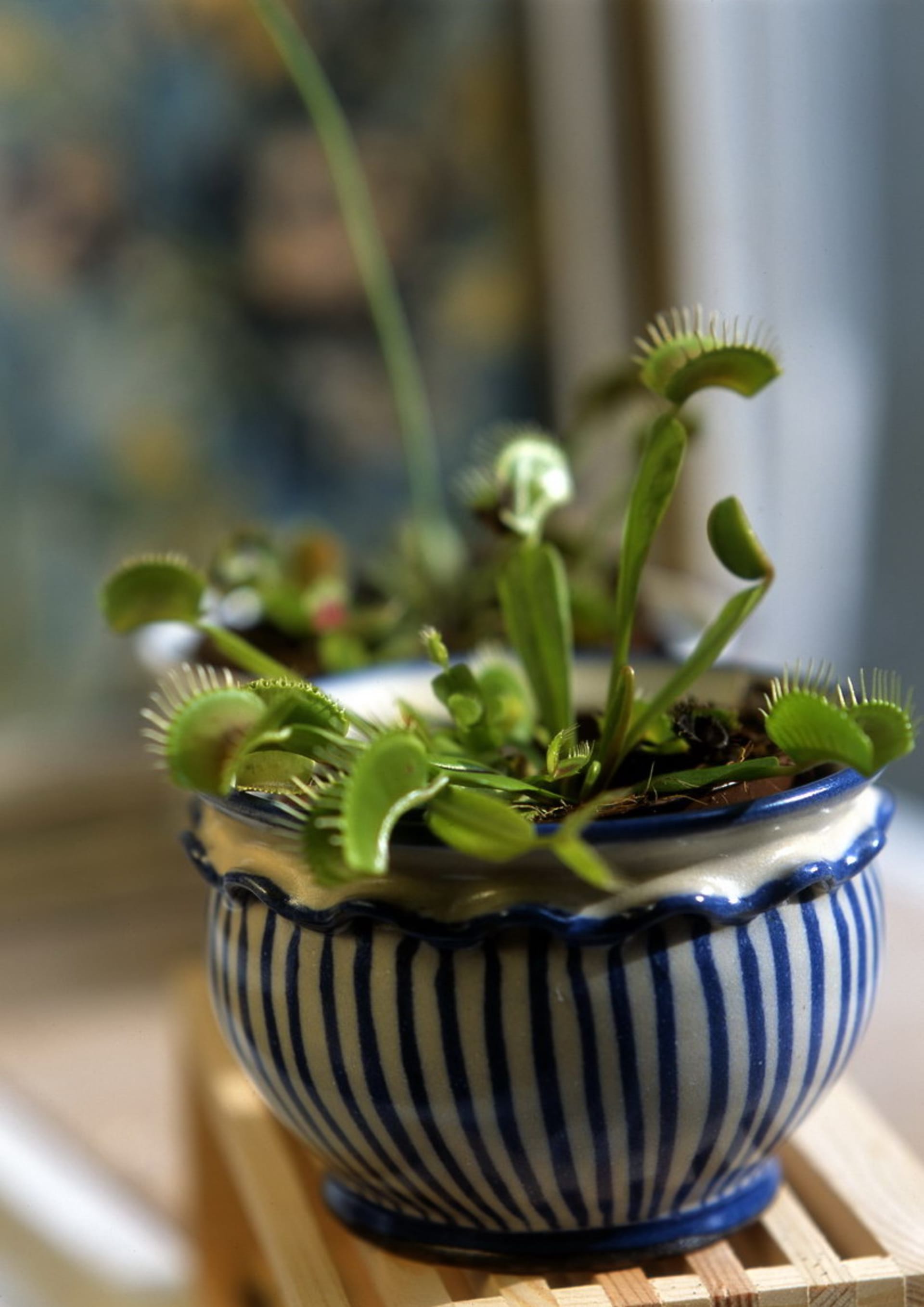 Mucholapka podivná/Dionaea muscipula