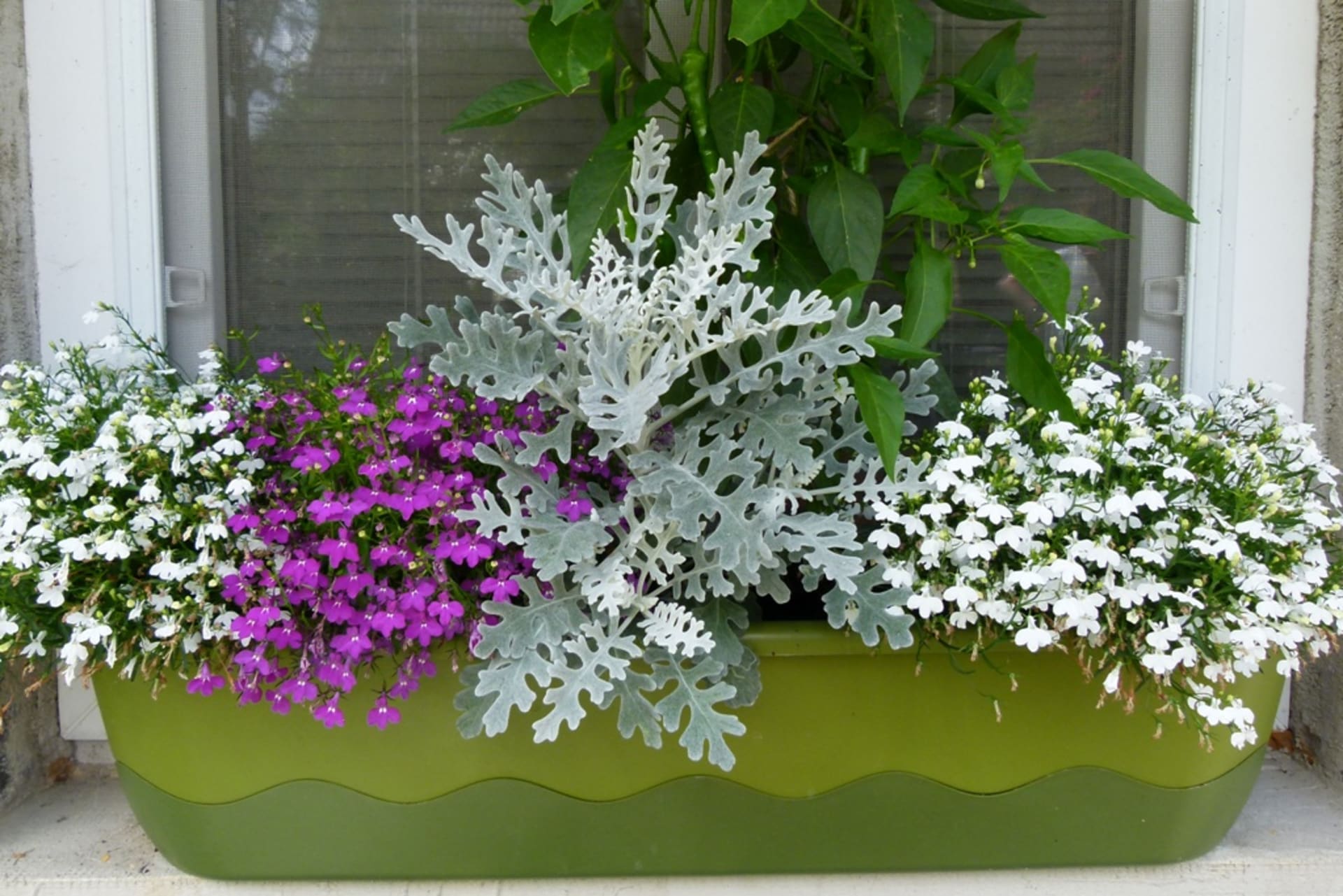 Samozavlažovací truhlíky: Jak pěstovat květiny a zeleninu na balkoně i bez každodenního zalévání 4
